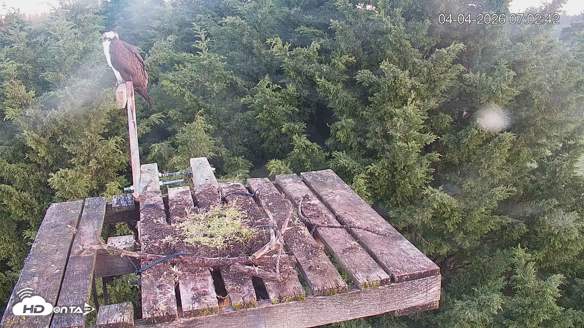 Snapshot of Medina Washington Live Osprey Nest Webcam taken Apr 4, 2026, 7:03am PDT