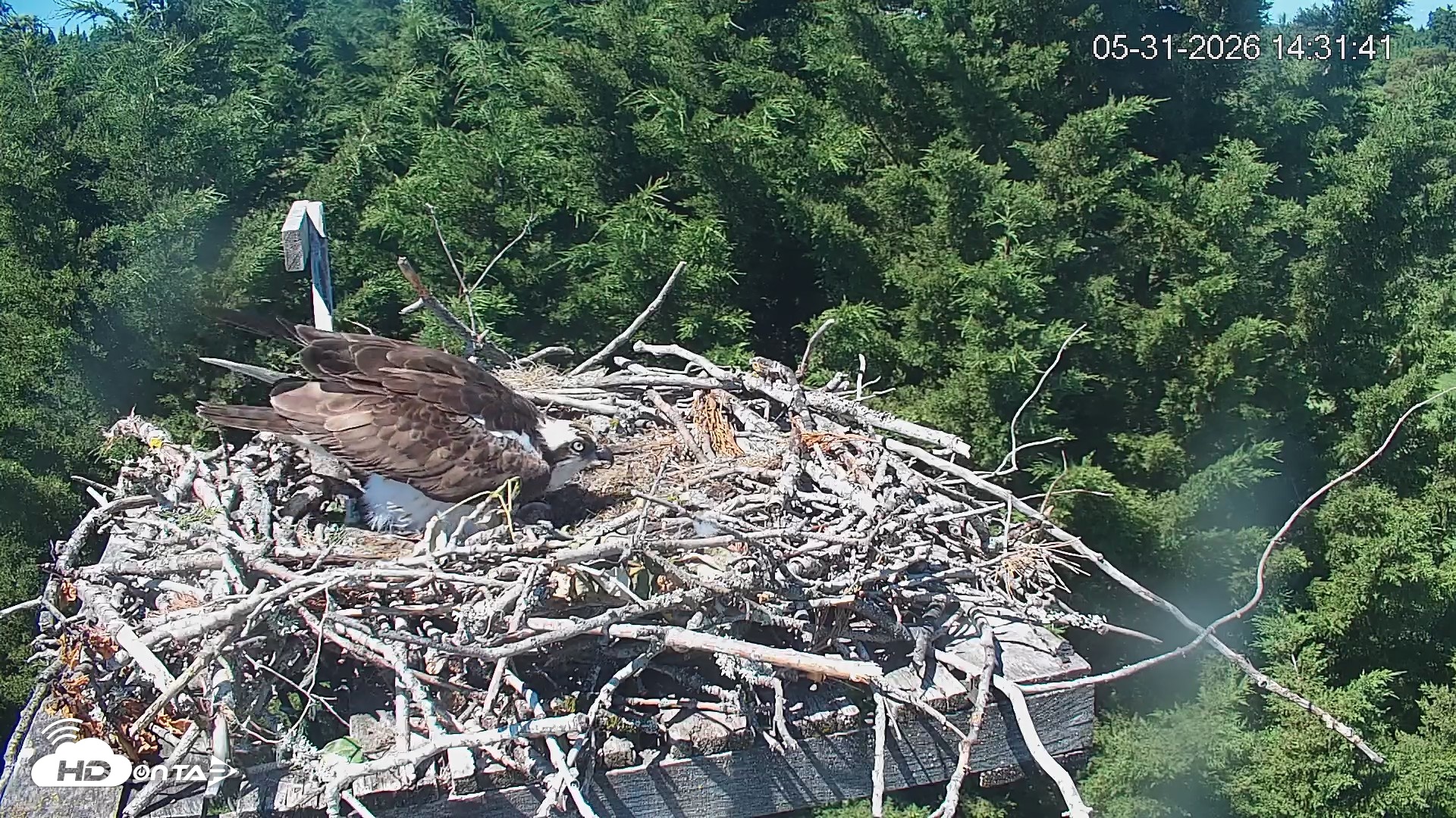Snapshot of Medina Washington Live Osprey Nest Webcam taken May 31, 2026, 2:32pm PDT