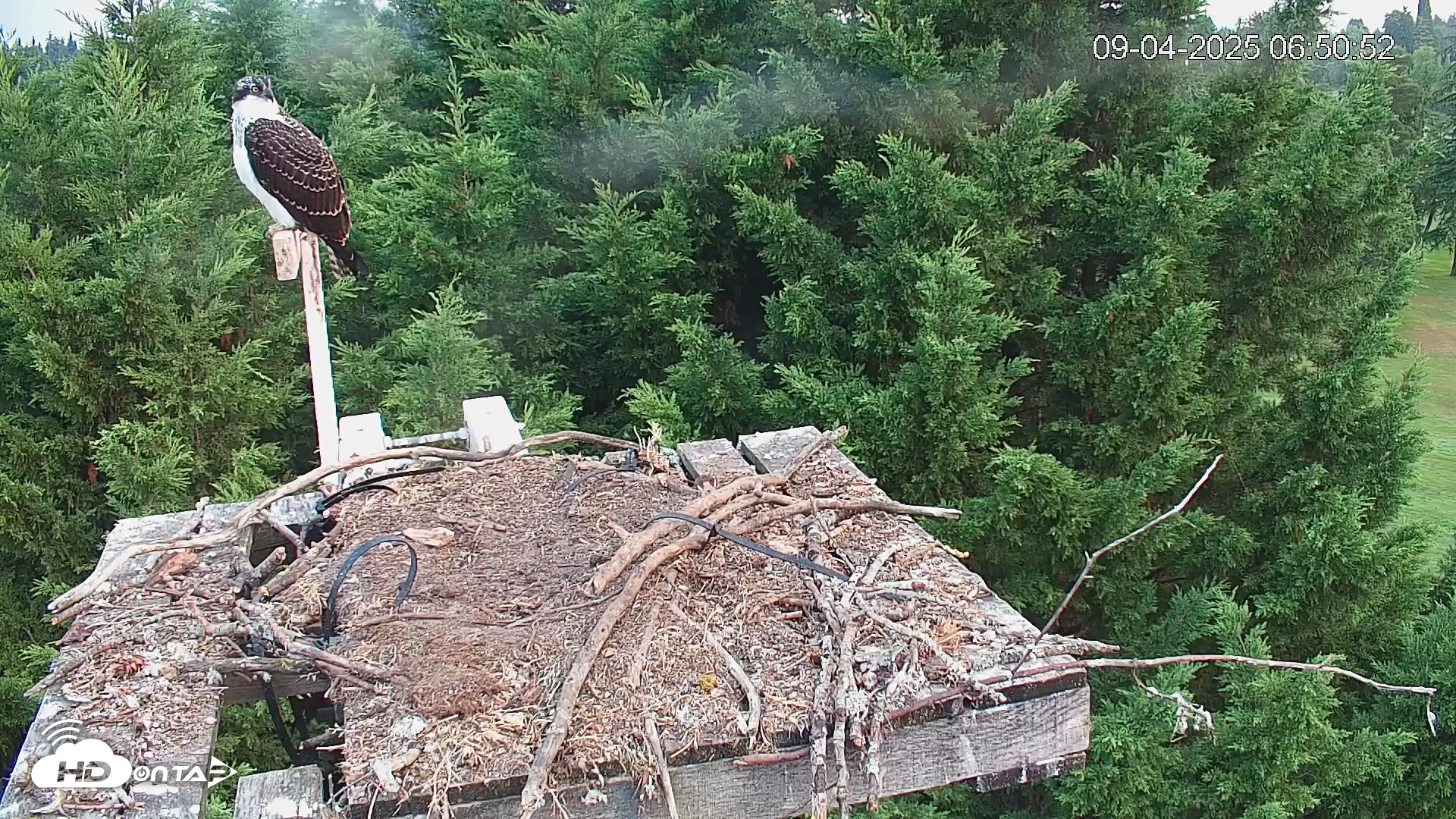 Snapshot of Medina Washington Live Osprey Nest Webcam taken Sep 4, 2025, 6:51am PDT