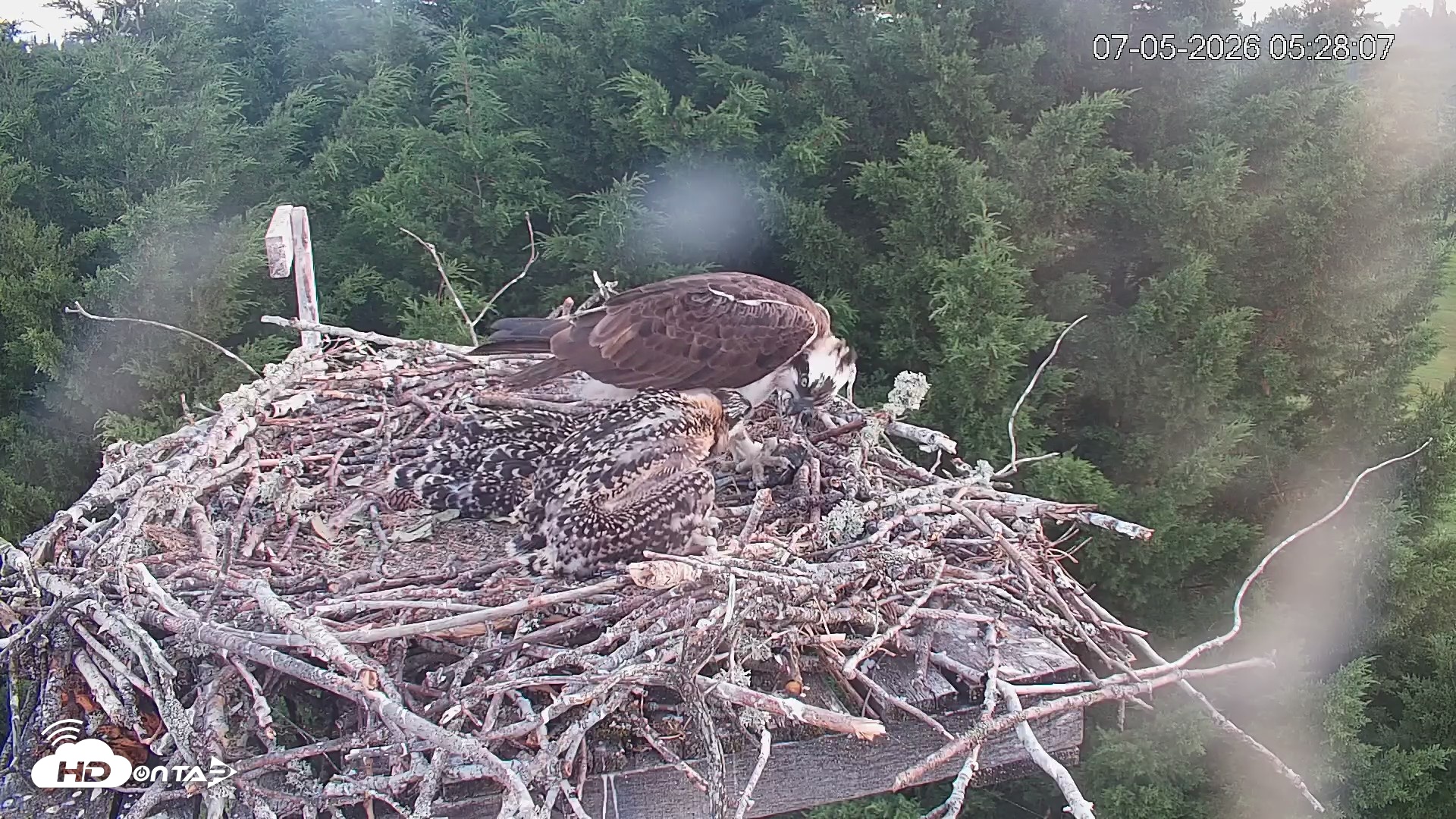 Snapshot of Medina Washington Live Osprey Nest Webcam taken Jul 5, 2026, 5:29am PDT
