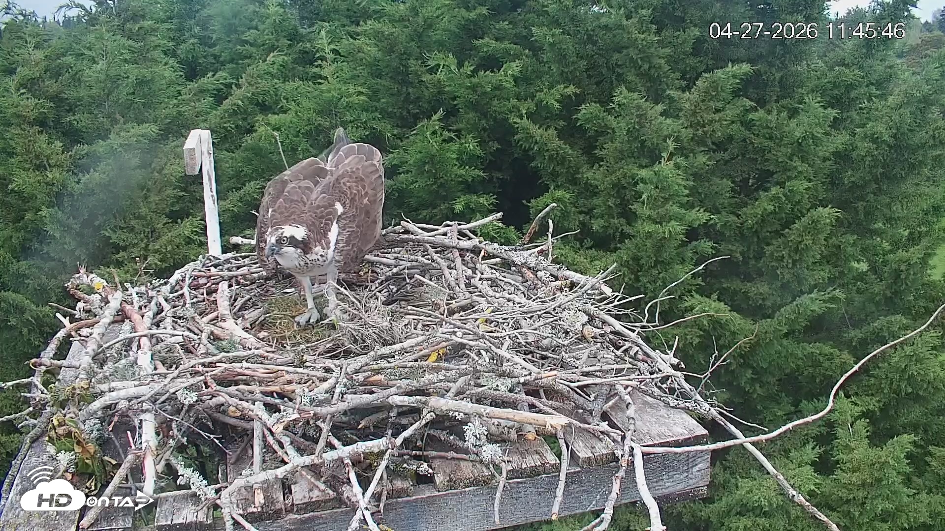 Snapshot of Medina Washington Live Osprey Nest Webcam taken Apr 27, 2026, 11:46am PDT
