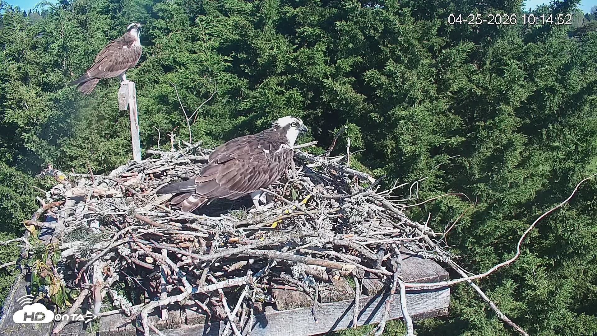 Snapshot of Medina Washington Live Osprey Nest Webcam taken Apr 25, 2026, 10:15am PDT