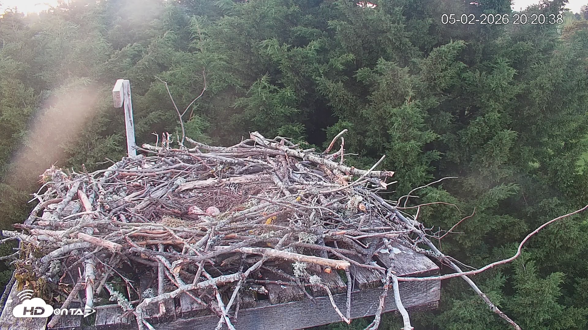 Snapshot of Medina Washington Live Osprey Nest Webcam taken May 2, 2026, 8:21pm PDT