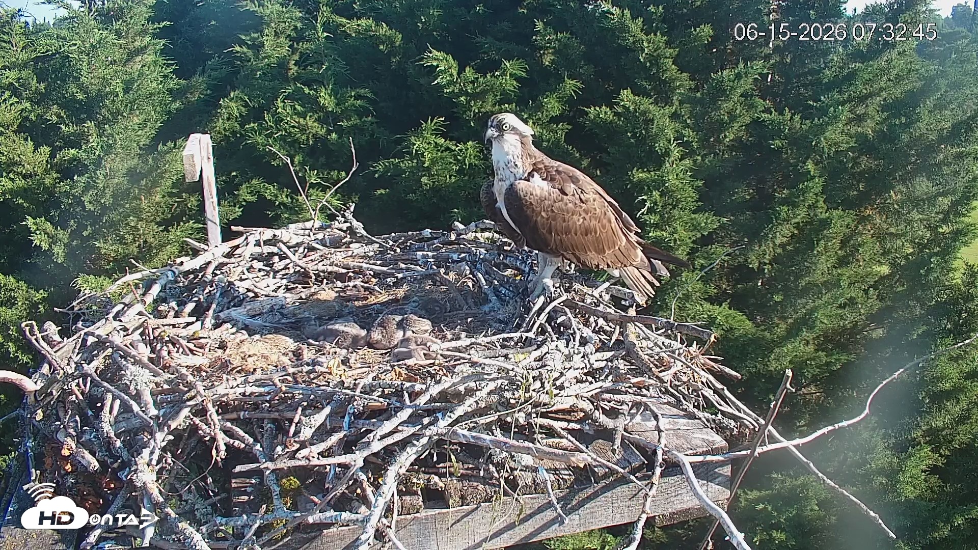 Snapshot of Medina Washington Live Osprey Nest Webcam taken Jun 15, 2026, 7:33am PDT