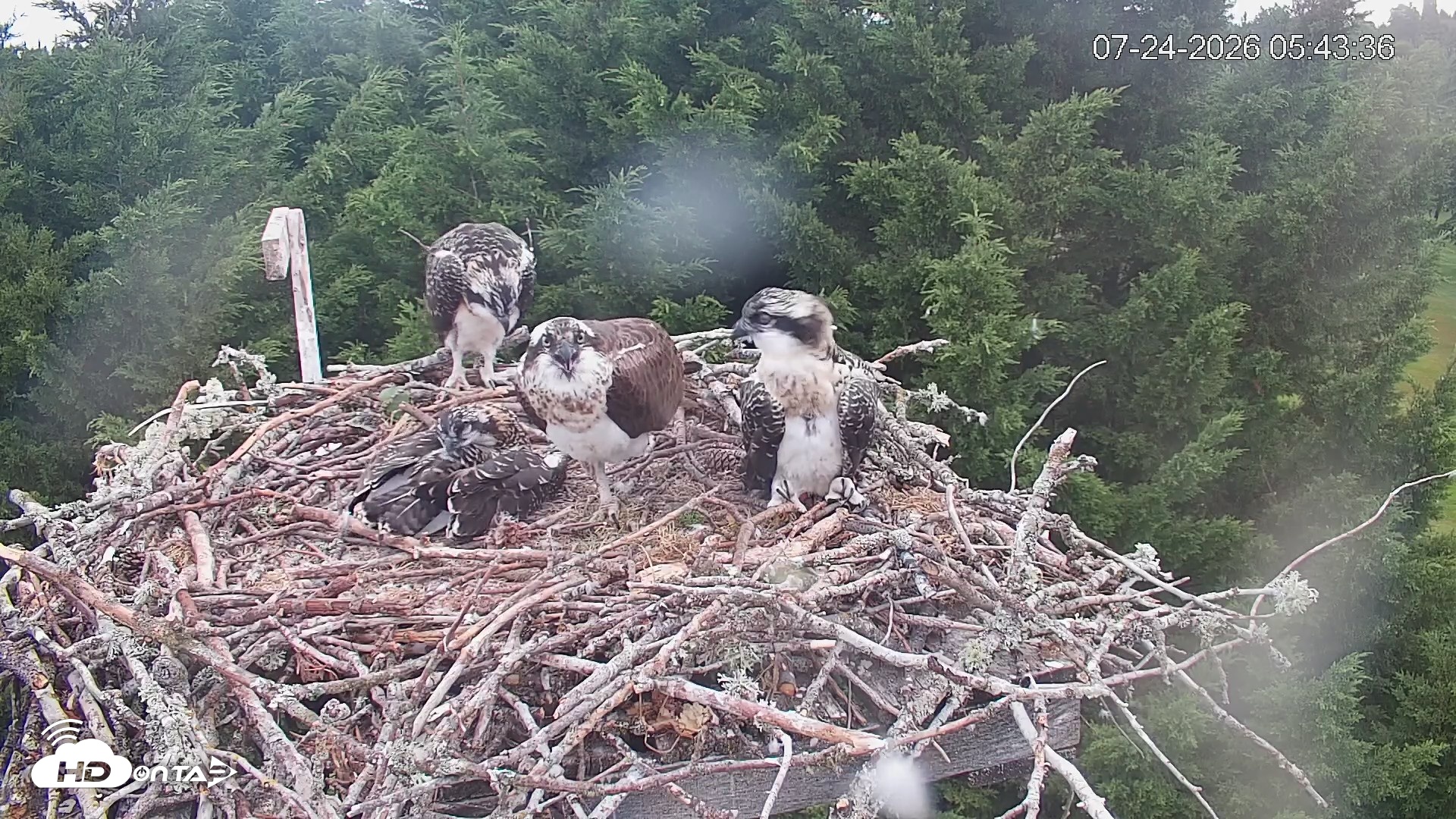 Snapshot of Medina Washington Live Osprey Nest Webcam taken Jul 24, 2026, 5:44am PDT