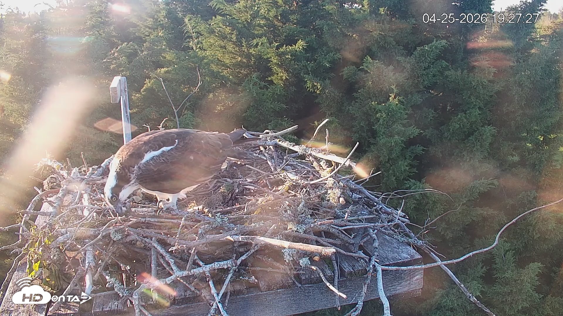 Snapshot of Medina Washington Live Osprey Nest Webcam taken Apr 25, 2026, 7:28pm PDT