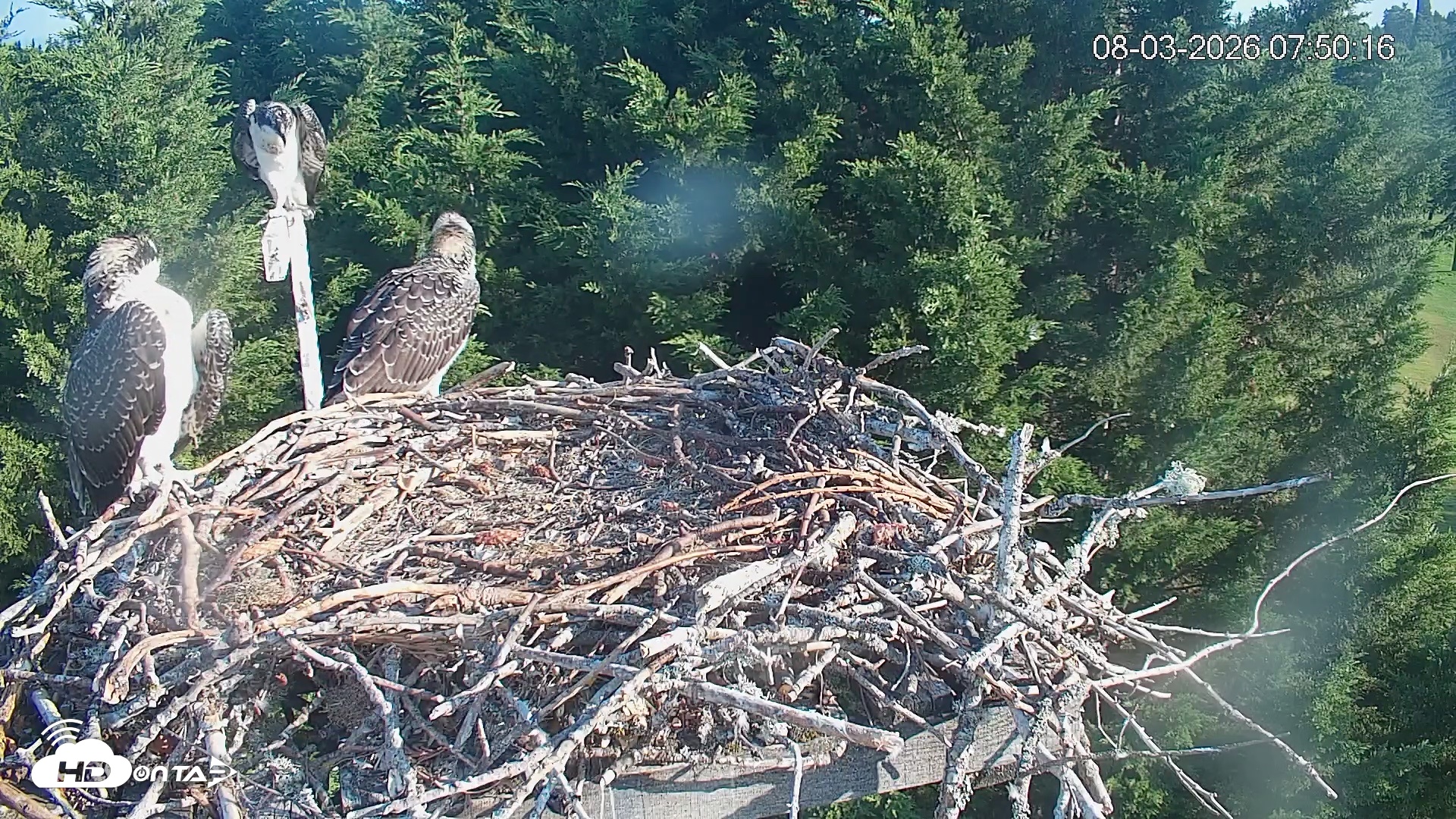 Snapshot of Medina Washington Live Osprey Nest Webcam taken Aug 3, 2026, 7:51am PDT
