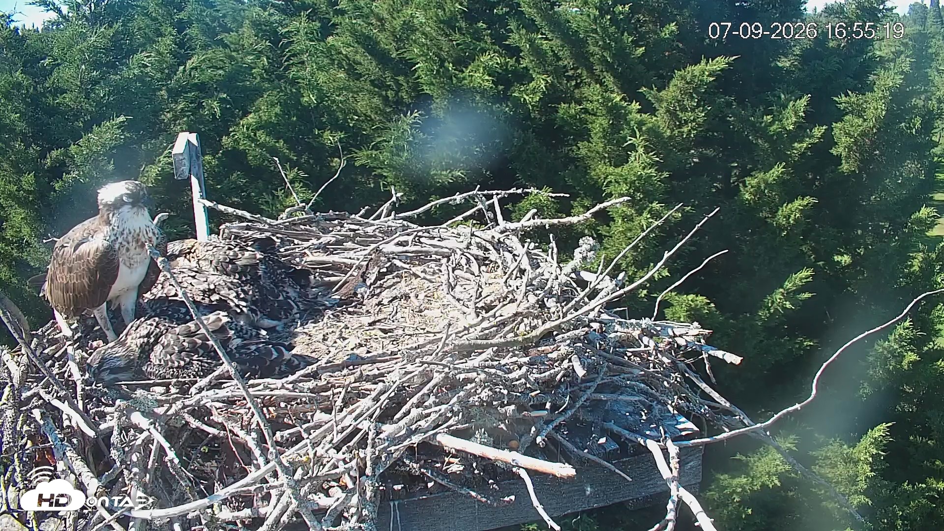 Snapshot of Medina Washington Live Osprey Nest Webcam taken Jul 9, 2026, 4:56pm PDT