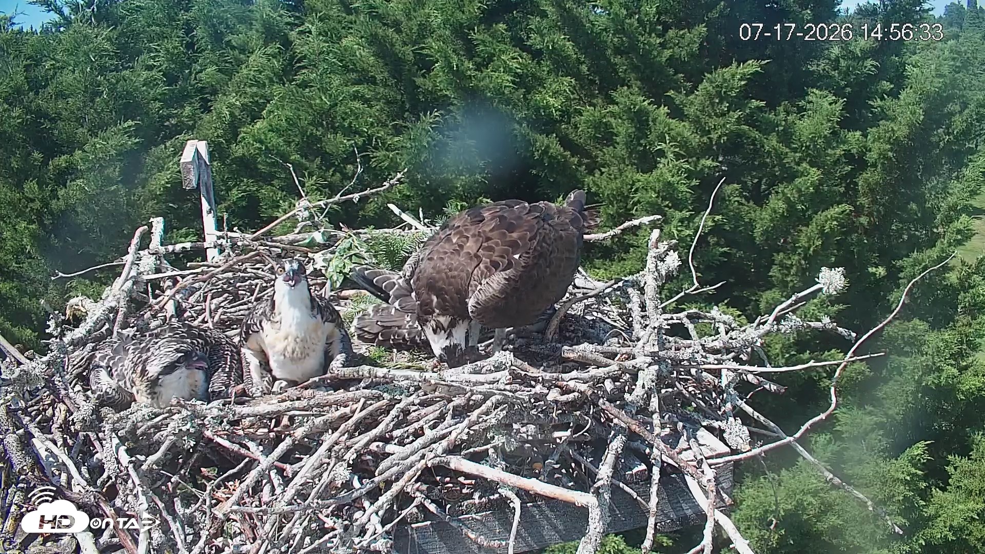 Snapshot of Medina Washington Live Osprey Nest Webcam taken Jul 17, 2026, 2:57pm PDT