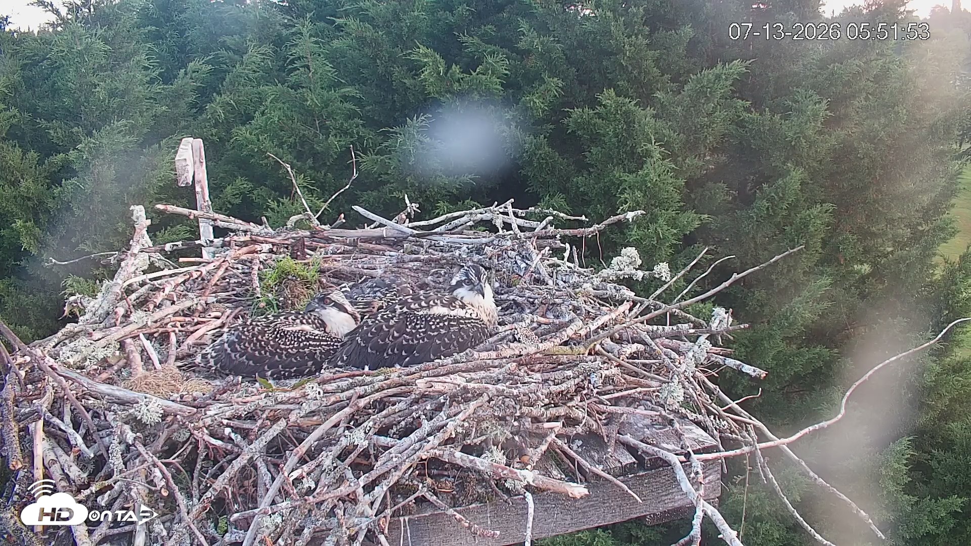 Snapshot of Medina Washington Live Osprey Nest Webcam taken Jul 13, 2026, 5:52am PDT