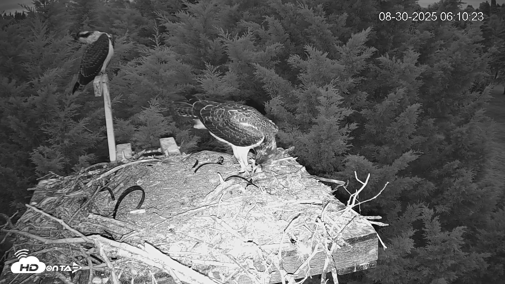 Snapshot of Medina Washington Live Osprey Nest Webcam taken Aug 30, 2025, 6:11am PDT