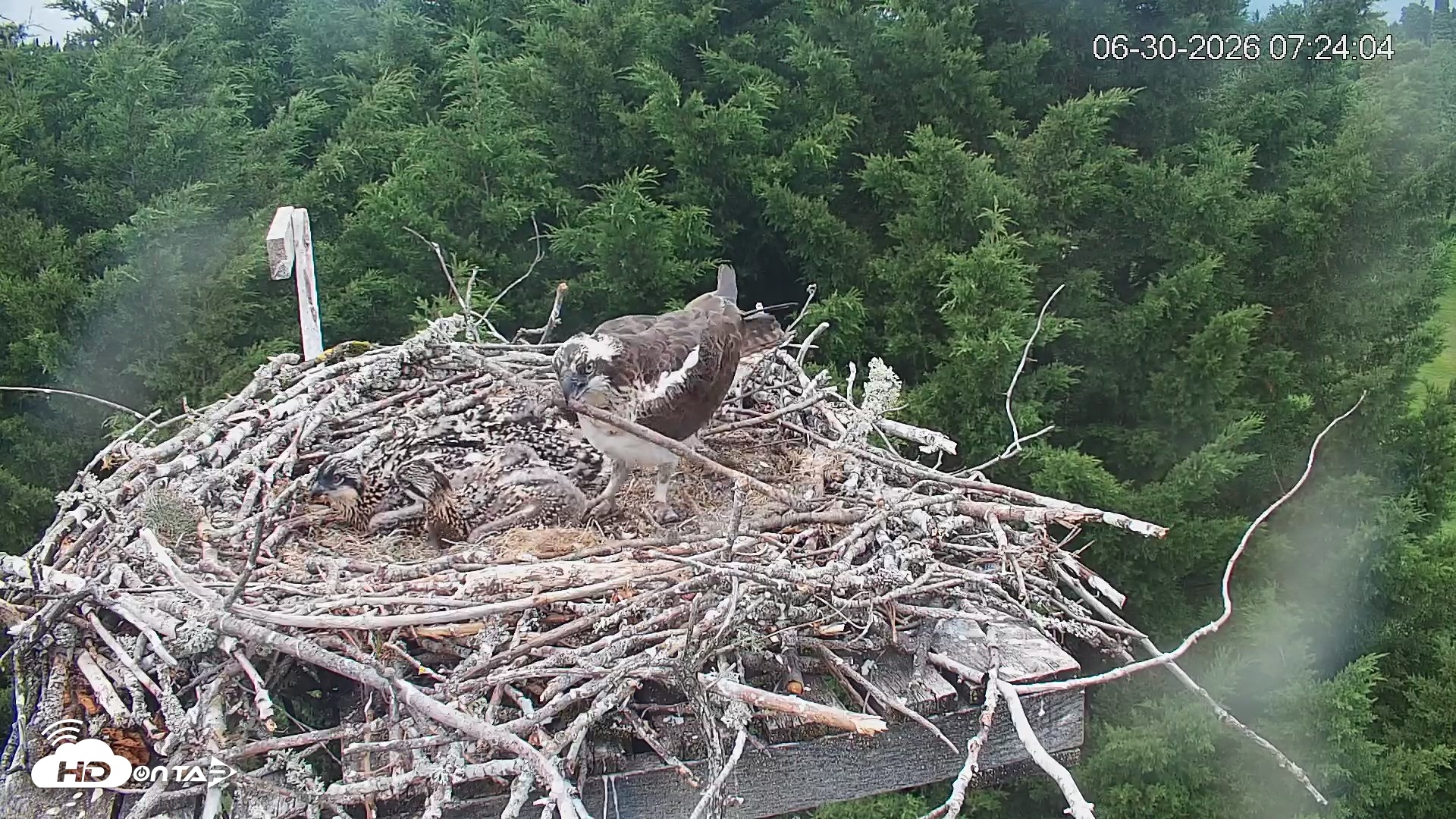 Snapshot of Medina Washington Live Osprey Nest Webcam taken Jun 30, 2026, 7:24am PDT