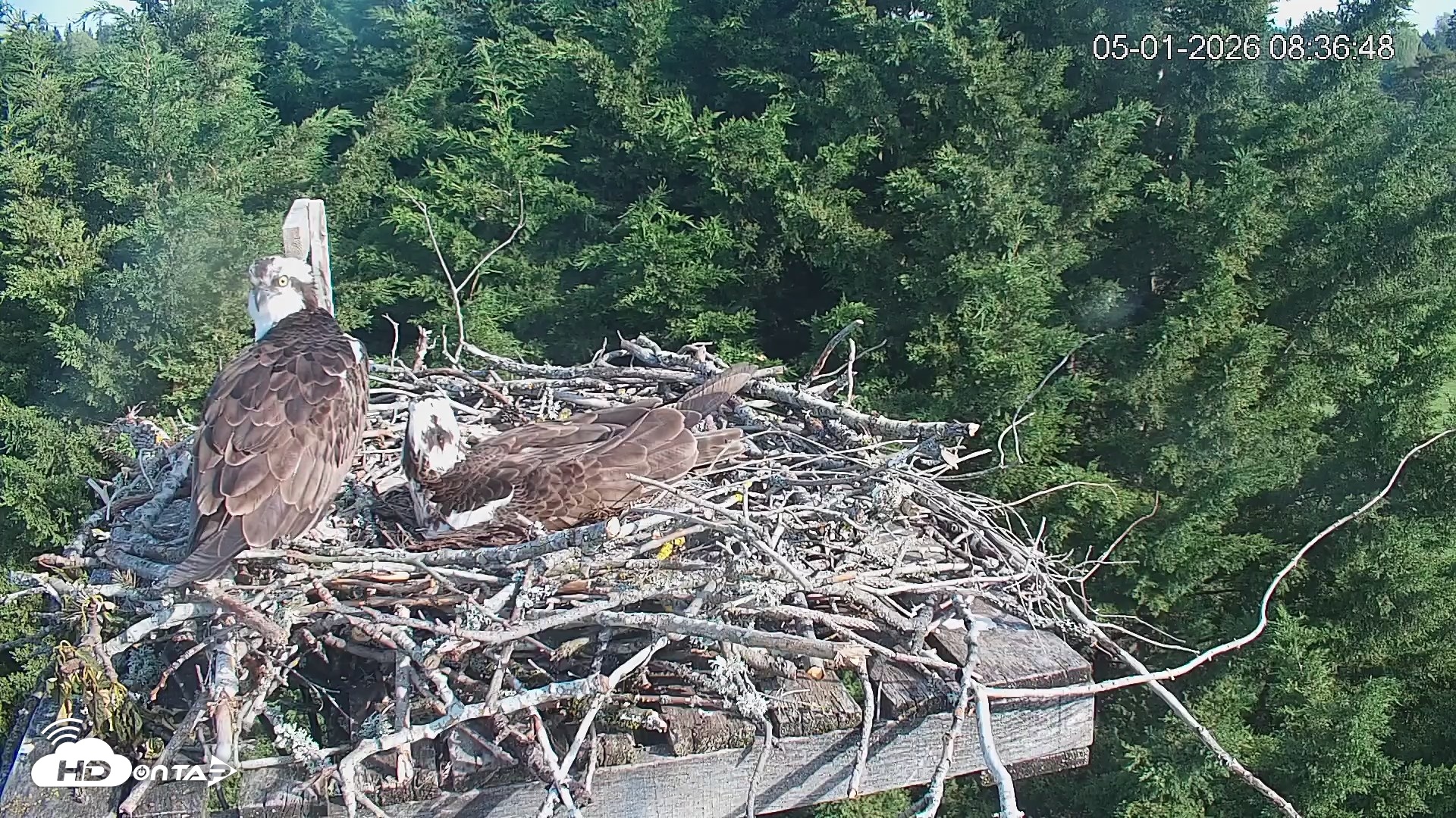 Snapshot of Medina Washington Live Osprey Nest Webcam taken May 1, 2026, 8:37am PDT