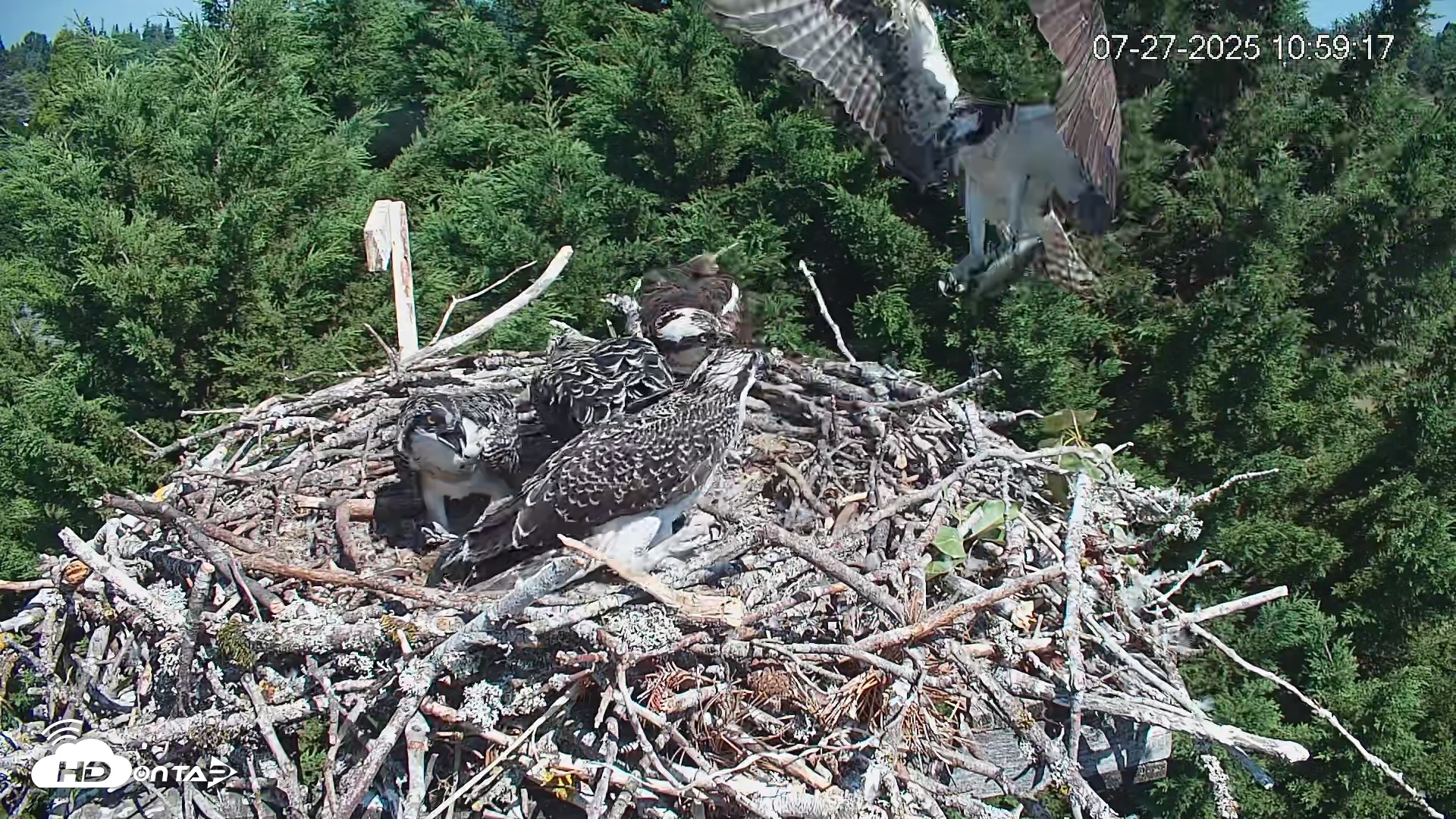 Snapshot of Medina Washington Live Osprey Nest Webcam taken Jul 27, 2025, 11:01am PDT