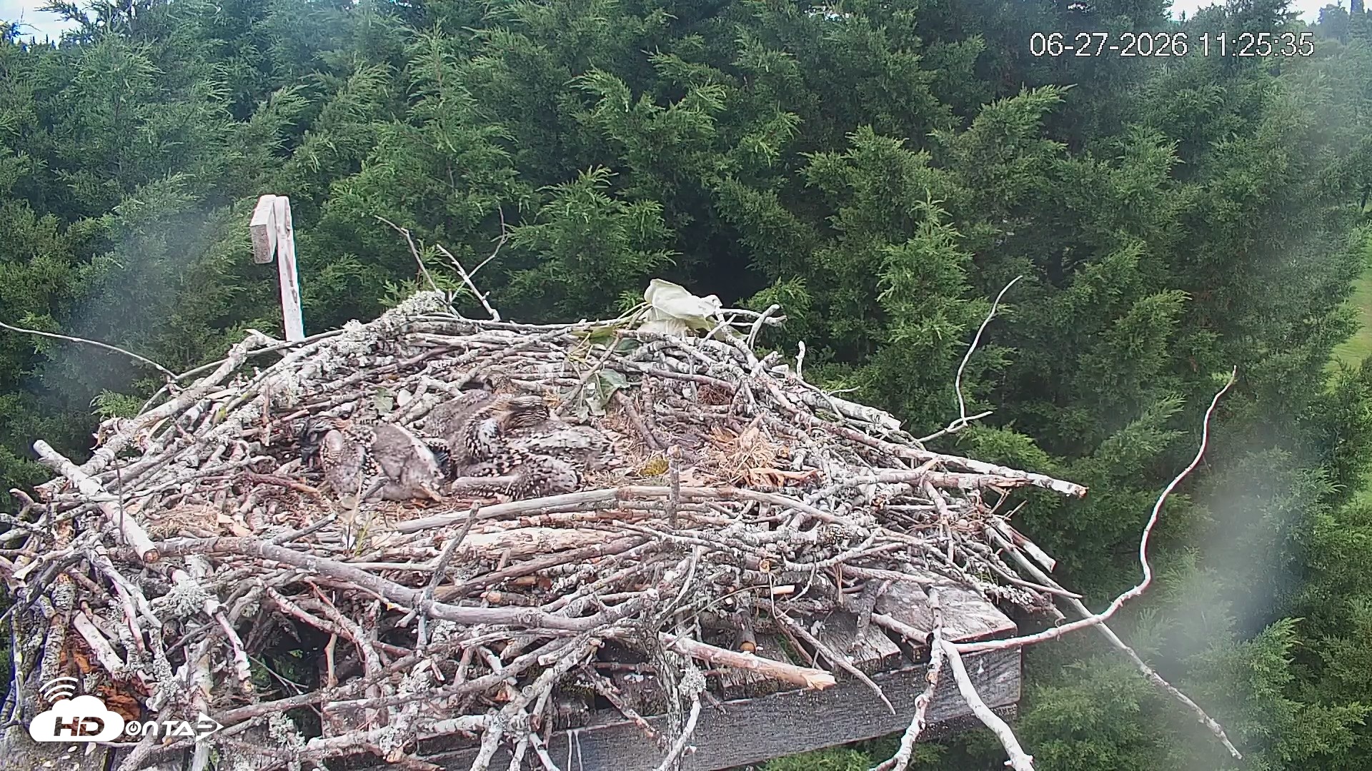 Snapshot of Medina Washington Live Osprey Nest Webcam taken Jun 27, 2026, 11:26am PDT