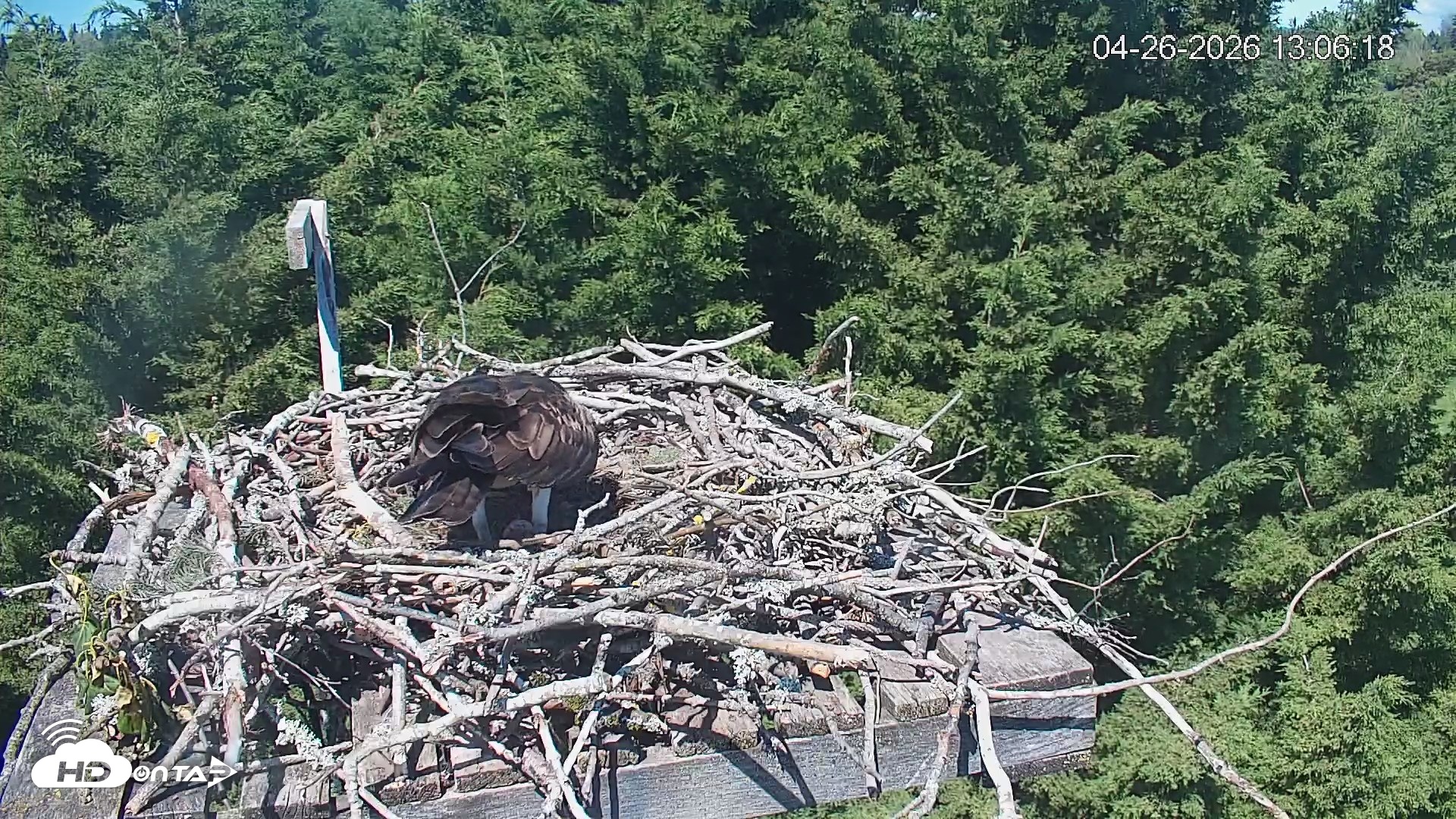 Snapshot of Medina Washington Live Osprey Nest Webcam taken Apr 26, 2026, 1:07pm PDT