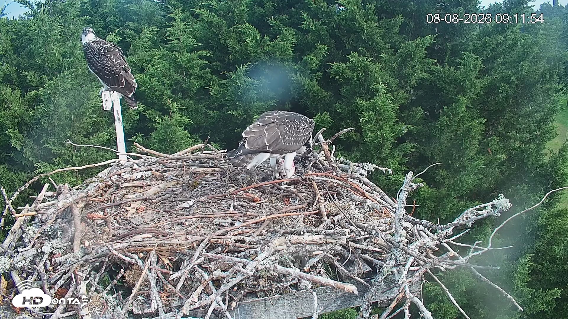 Snapshot of Medina Washington Live Osprey Nest Webcam taken Aug 8, 2026, 9:12am PDT