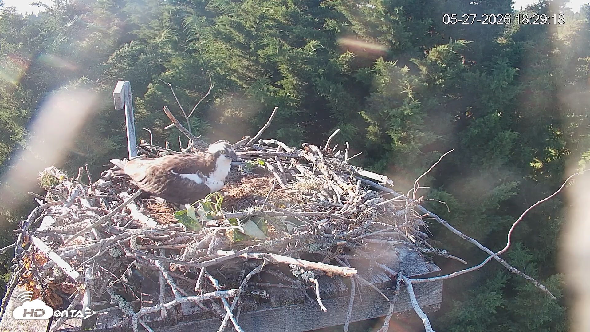 Snapshot of Medina Washington Live Osprey Nest Webcam taken May 27, 2026, 6:30pm PDT