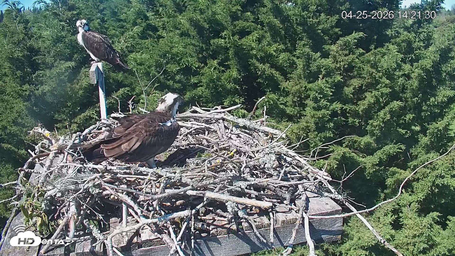 Snapshot of Medina Washington Live Osprey Nest Webcam taken Apr 25, 2026, 2:22pm PDT