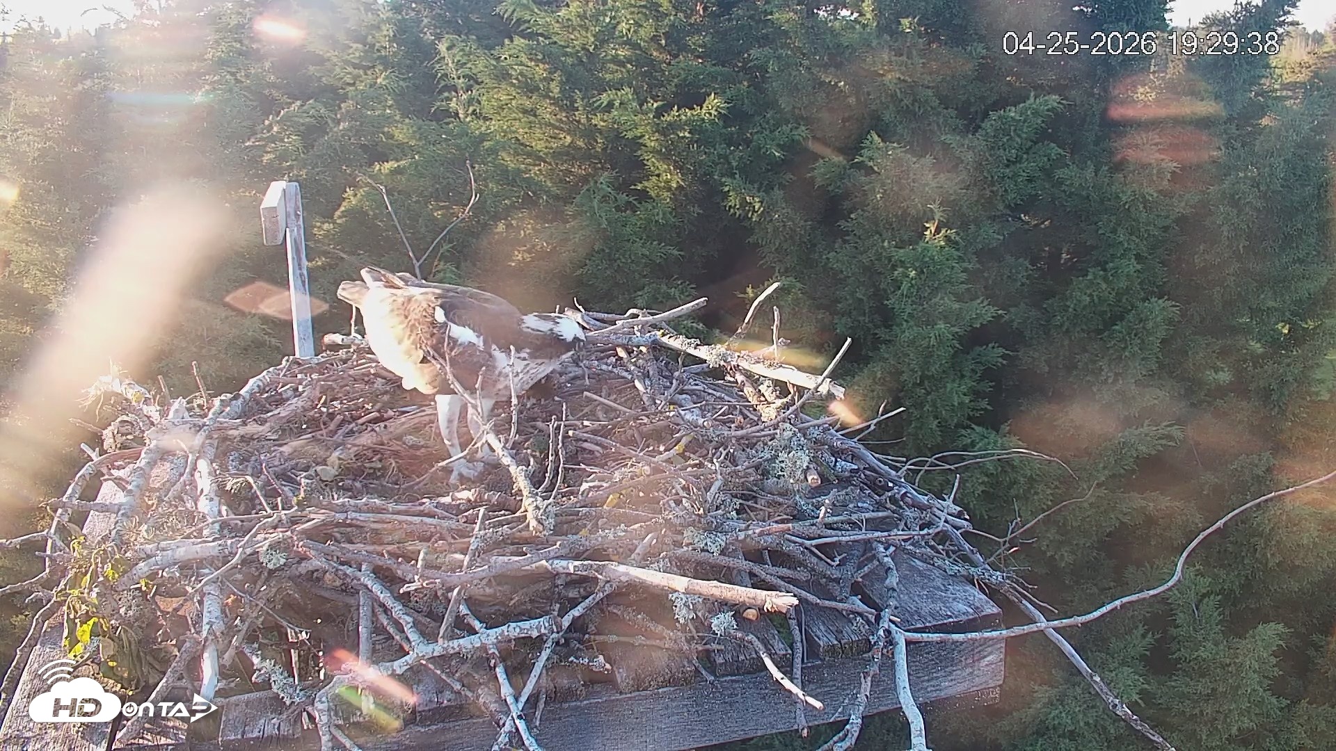 Snapshot of Medina Washington Live Osprey Nest Webcam taken Apr 25, 2026, 7:30pm PDT