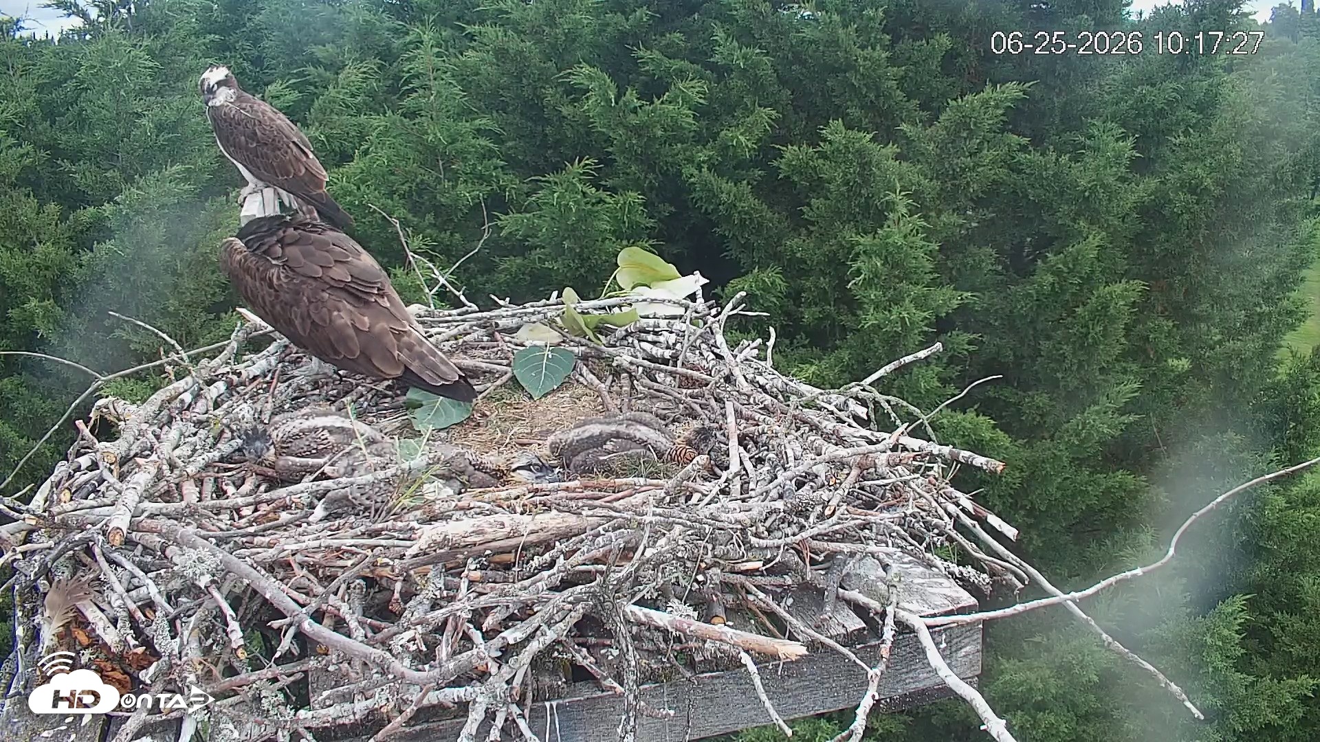 Snapshot of Medina Washington Live Osprey Nest Webcam taken Jun 25, 2026, 10:18am PDT
