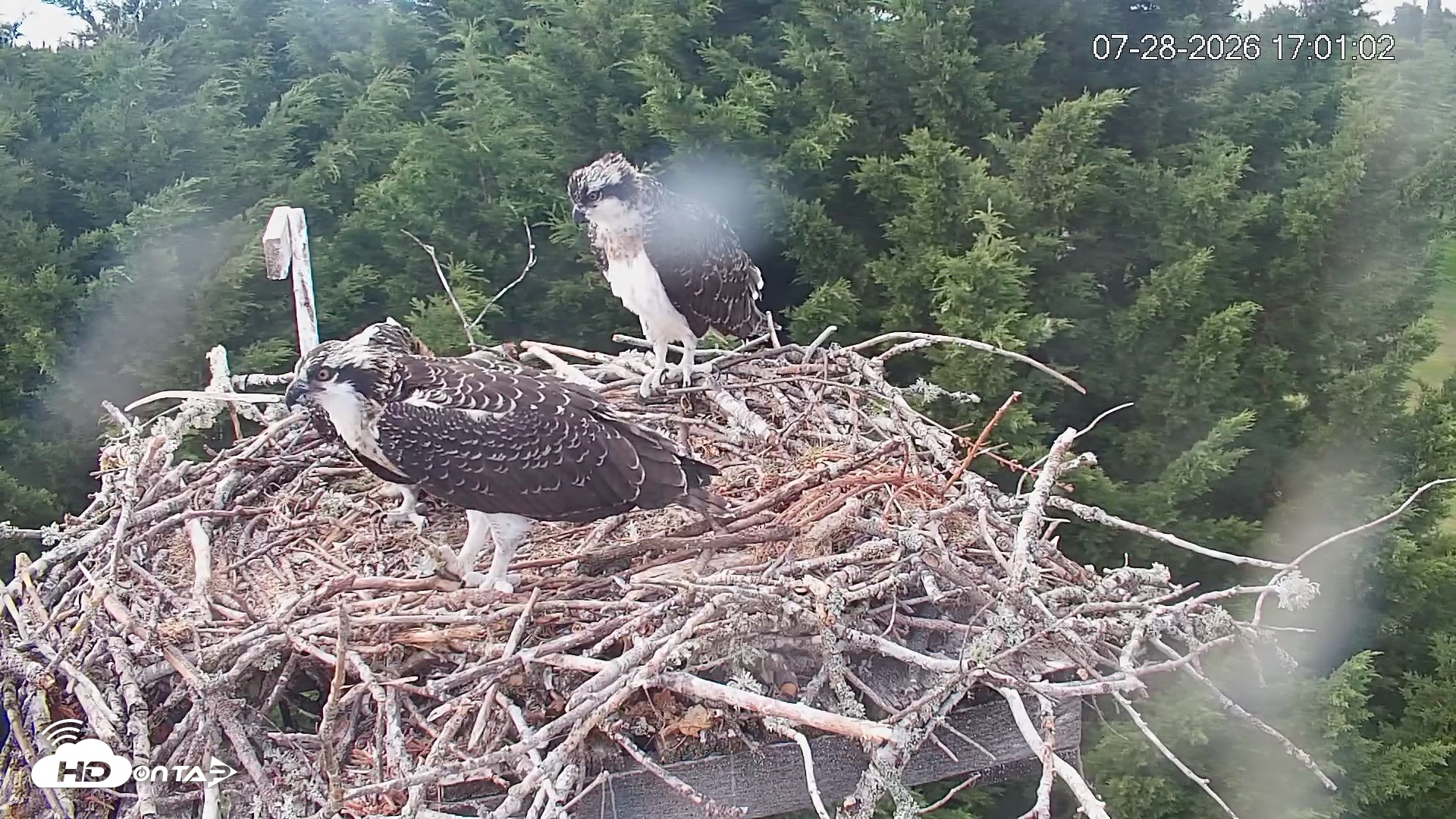Snapshot of Medina Washington Live Osprey Nest Webcam taken Jul 28, 2026, 5:01pm PDT
