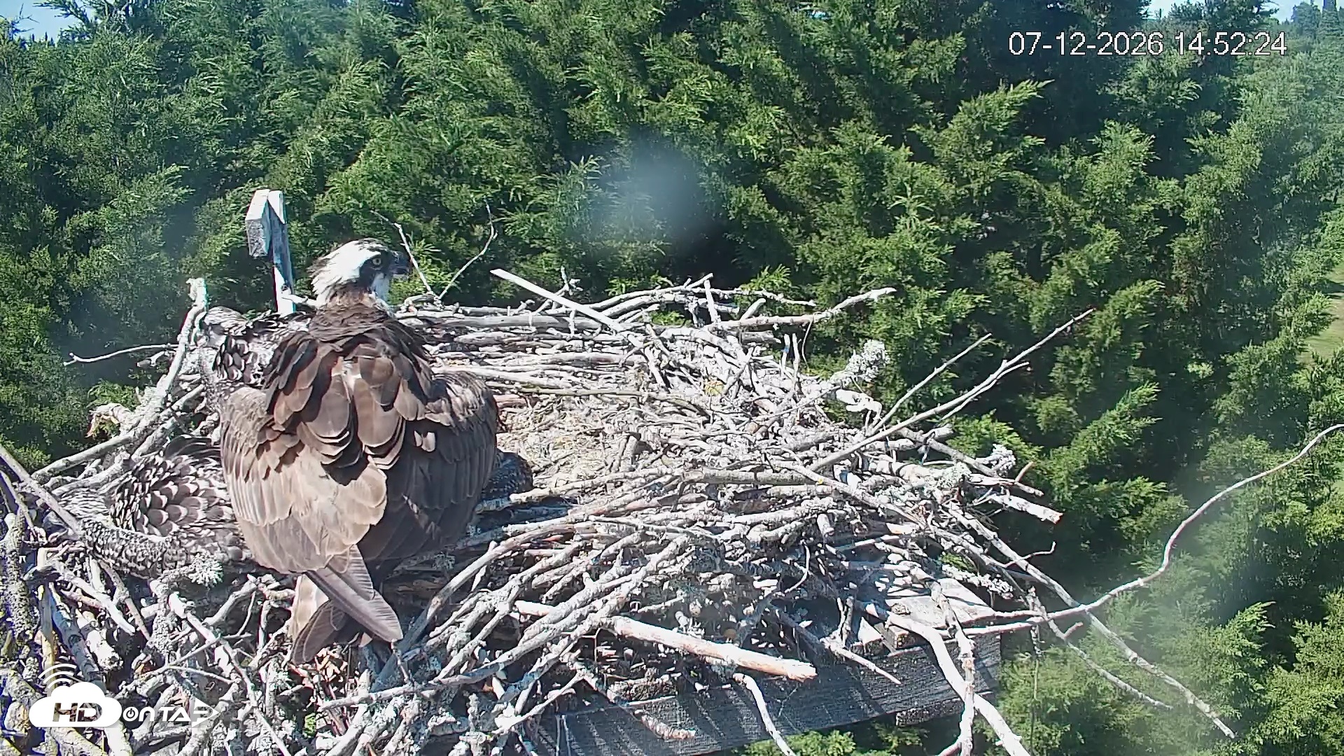 Snapshot of Medina Washington Live Osprey Nest Webcam taken Jul 12, 2026, 2:53pm PDT