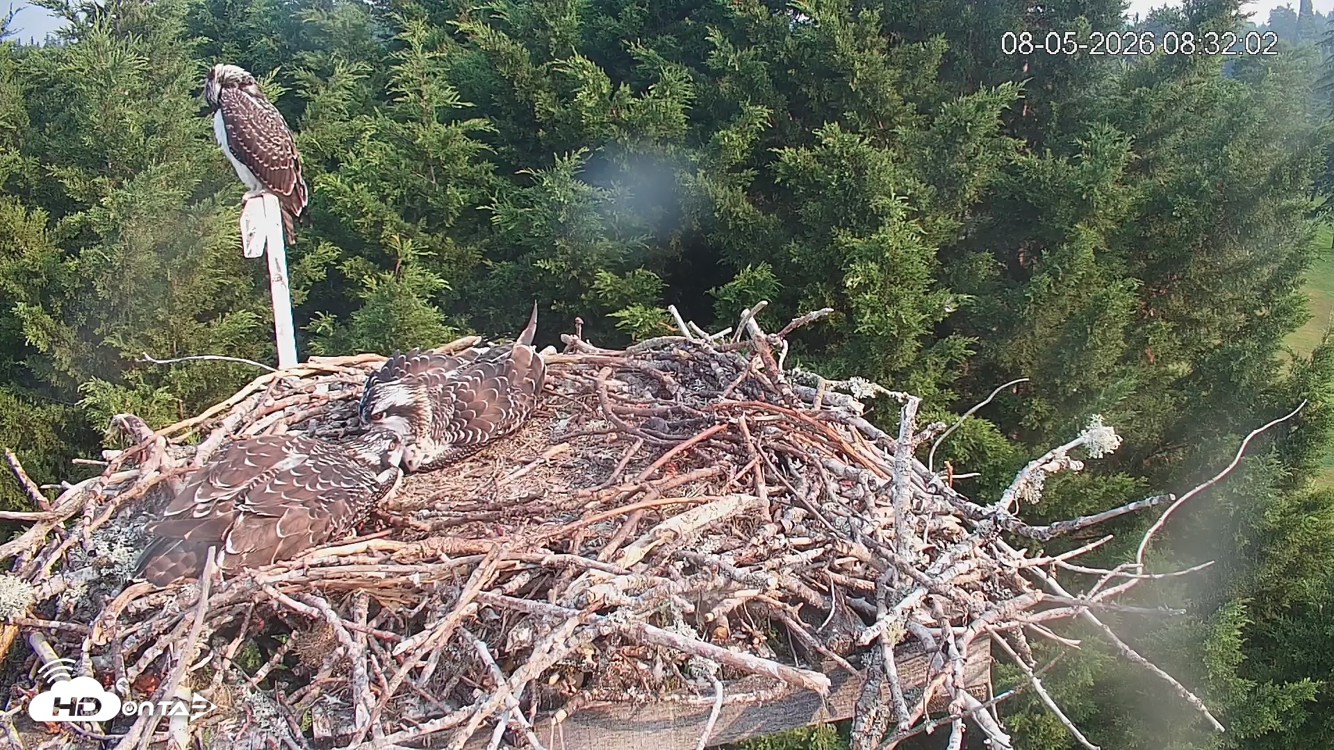 Snapshot of Medina Washington Live Osprey Nest Webcam taken Aug 5, 2026, 8:32am PDT
