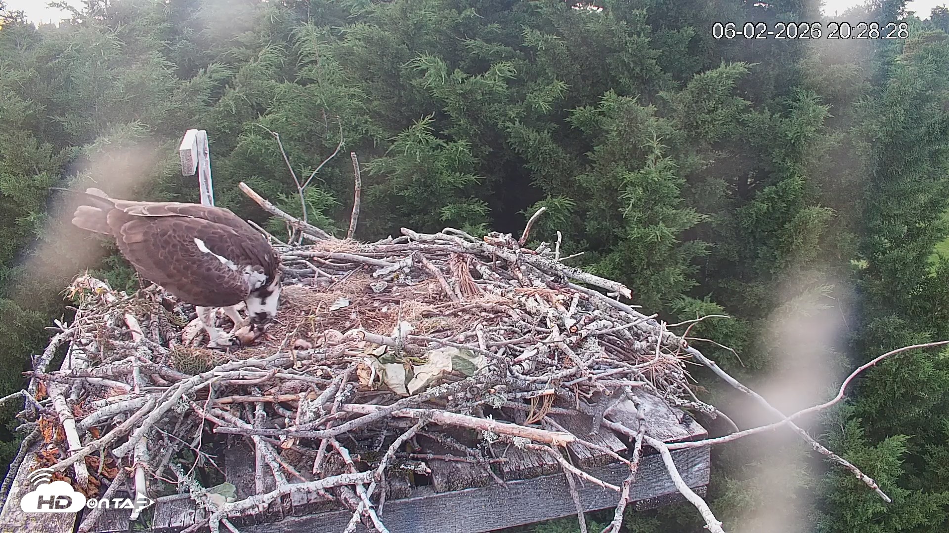 Snapshot of Medina Washington Live Osprey Nest Webcam taken Jun 2, 2026, 8:29pm PDT