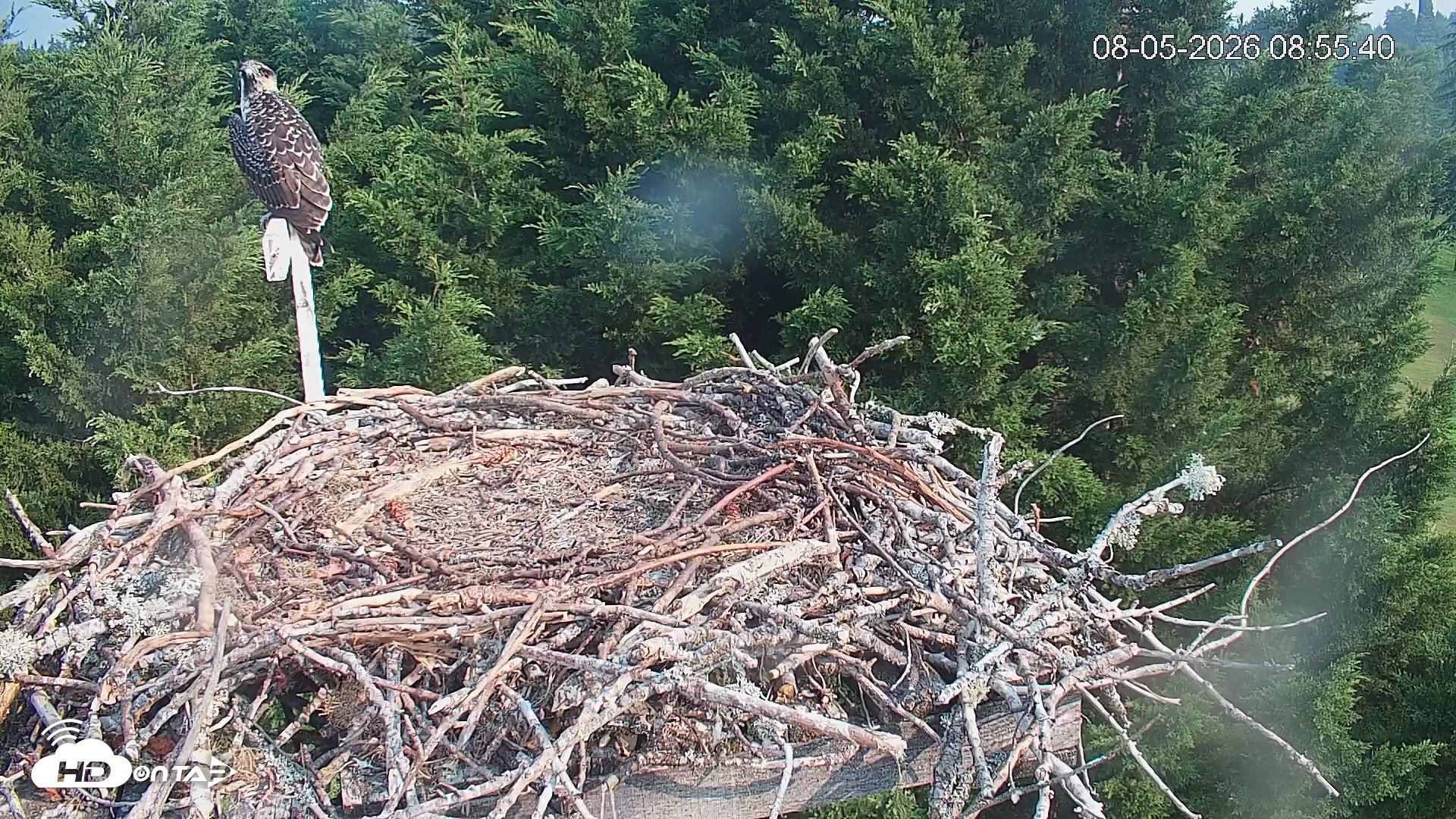 Snapshot of Medina Washington Live Osprey Nest Webcam taken Aug 5, 2026, 8:56am PDT