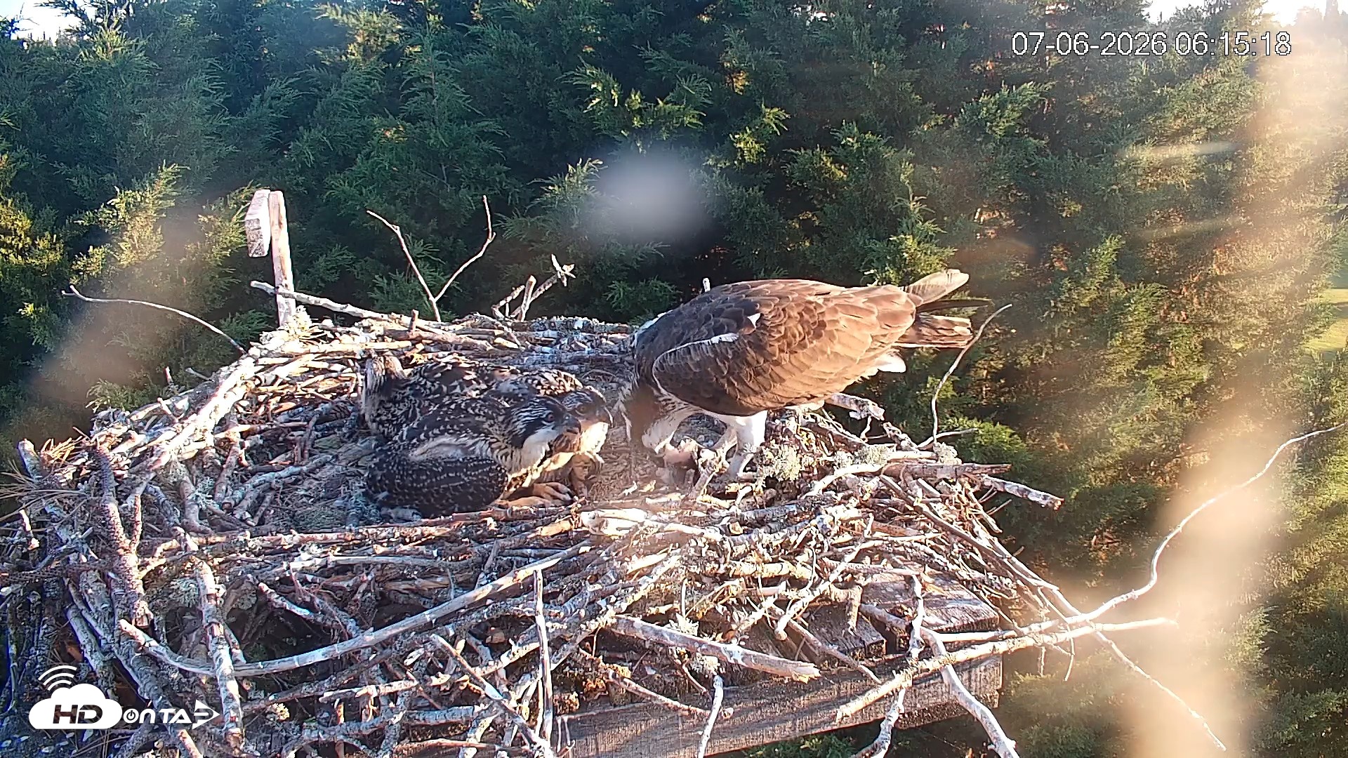 Snapshot of Medina Washington Live Osprey Nest Webcam taken Jul 6, 2026, 6:16am PDT