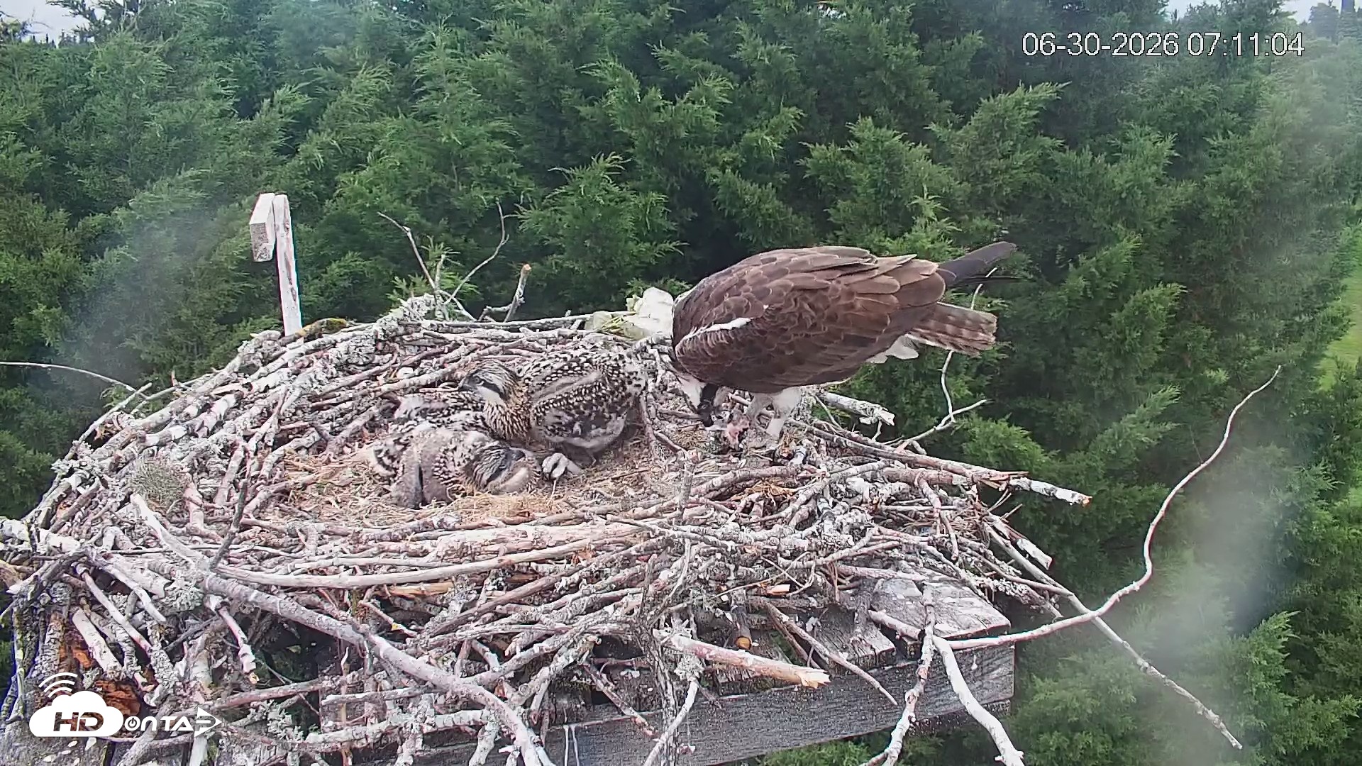 Snapshot of Medina Washington Live Osprey Nest Webcam taken Jun 30, 2026, 7:11am PDT