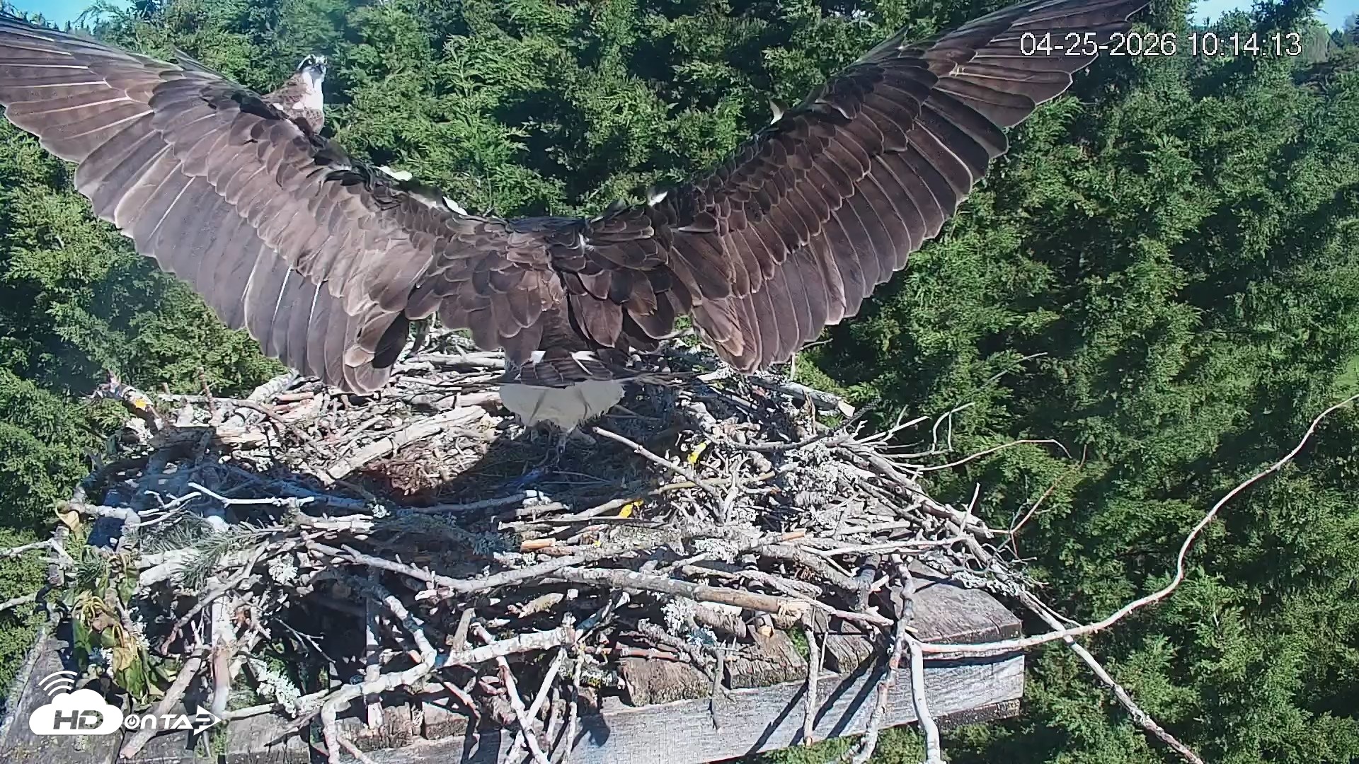 Snapshot of Medina Washington Live Osprey Nest Webcam taken Apr 25, 2026, 10:14am PDT
