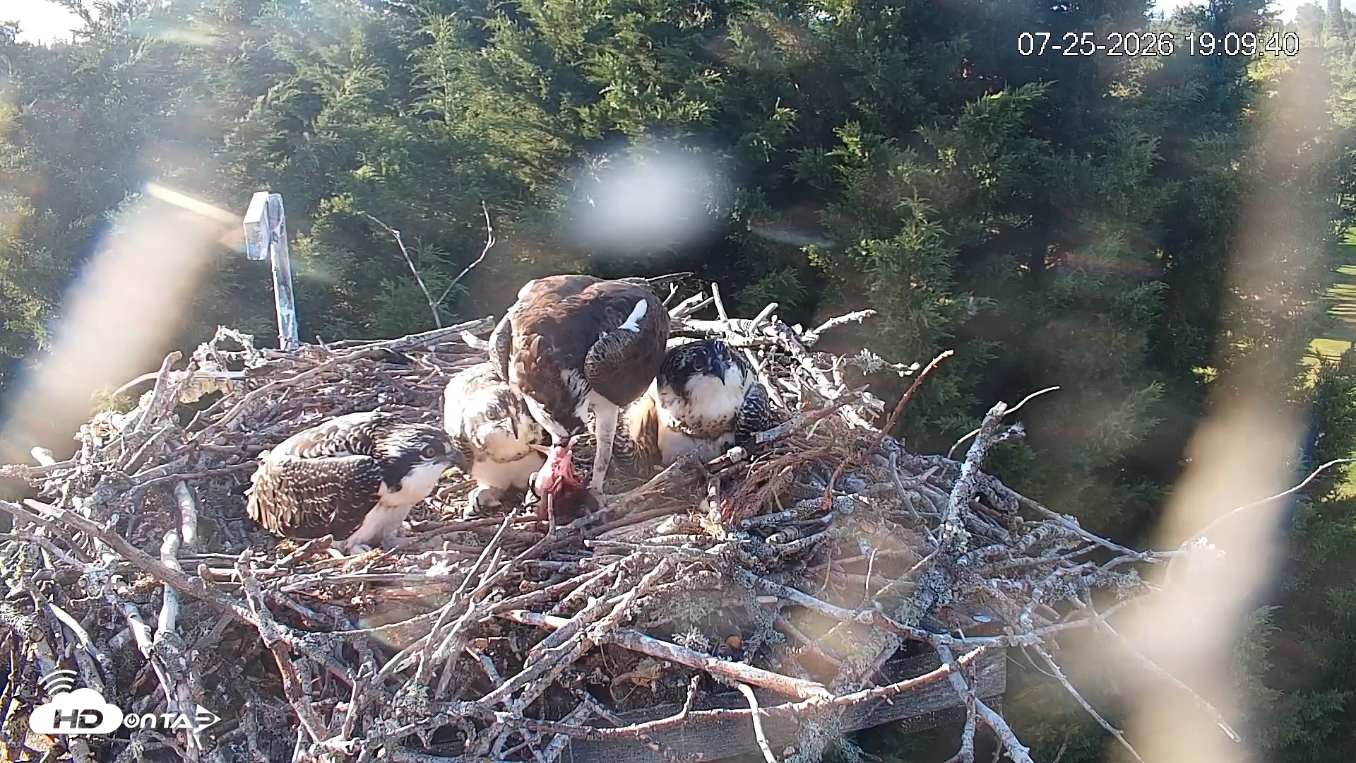 Snapshot of Medina Washington Live Osprey Nest Webcam taken Jul 25, 2026, 7:11pm PDT