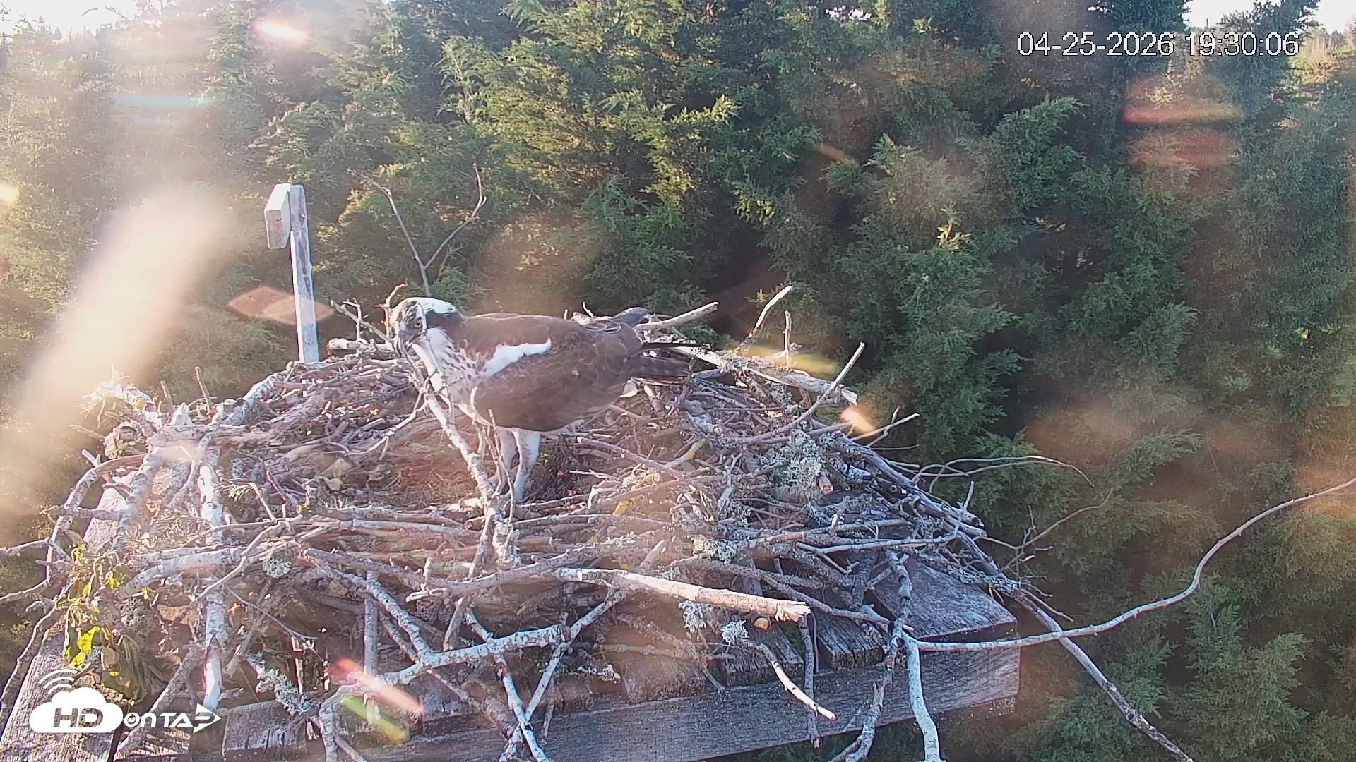 Snapshot of Medina Washington Live Osprey Nest Webcam taken Apr 25, 2026, 7:30pm PDT