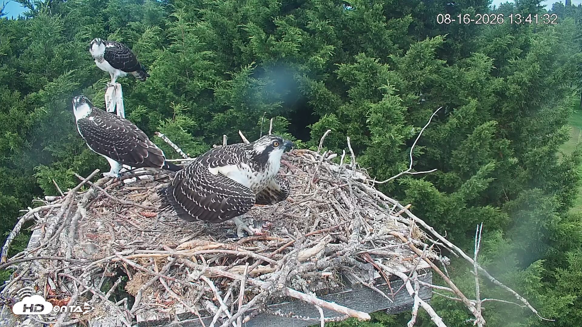 Snapshot of Medina Washington Live Osprey Nest Webcam taken Aug 16, 2026, 1:42pm PDT