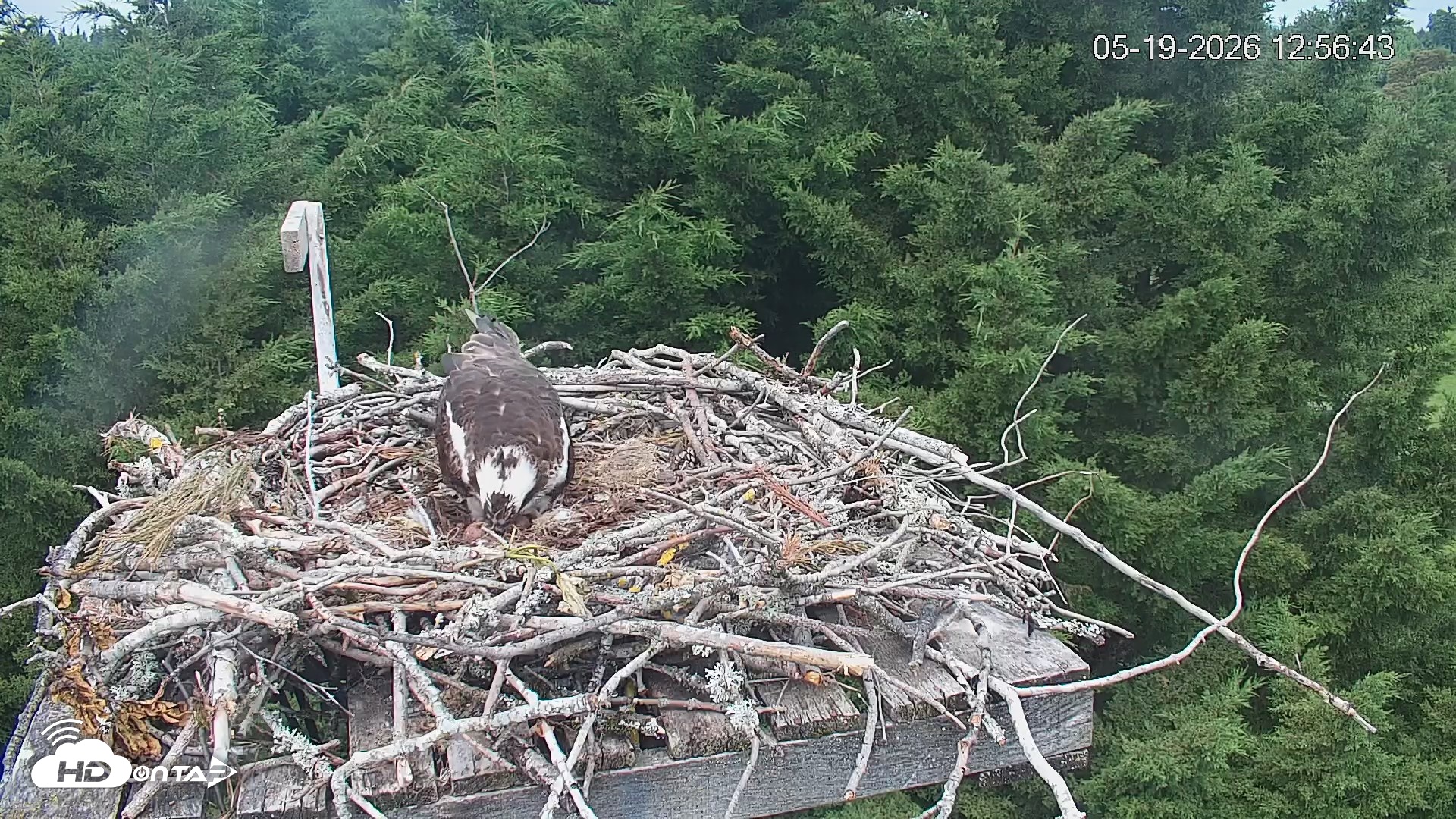 Snapshot of Medina Washington Live Osprey Nest Webcam taken May 19, 2026, 12:57pm PDT
