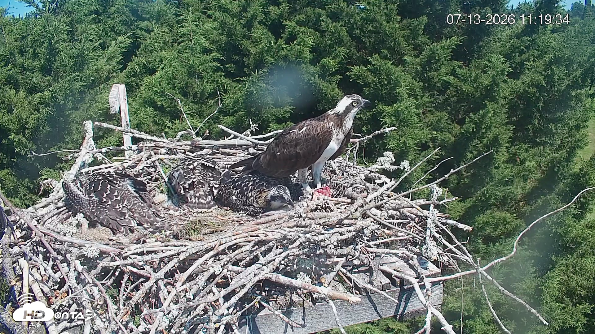 Snapshot of Medina Washington Live Osprey Nest Webcam taken Jul 13, 2026, 11:20am PDT