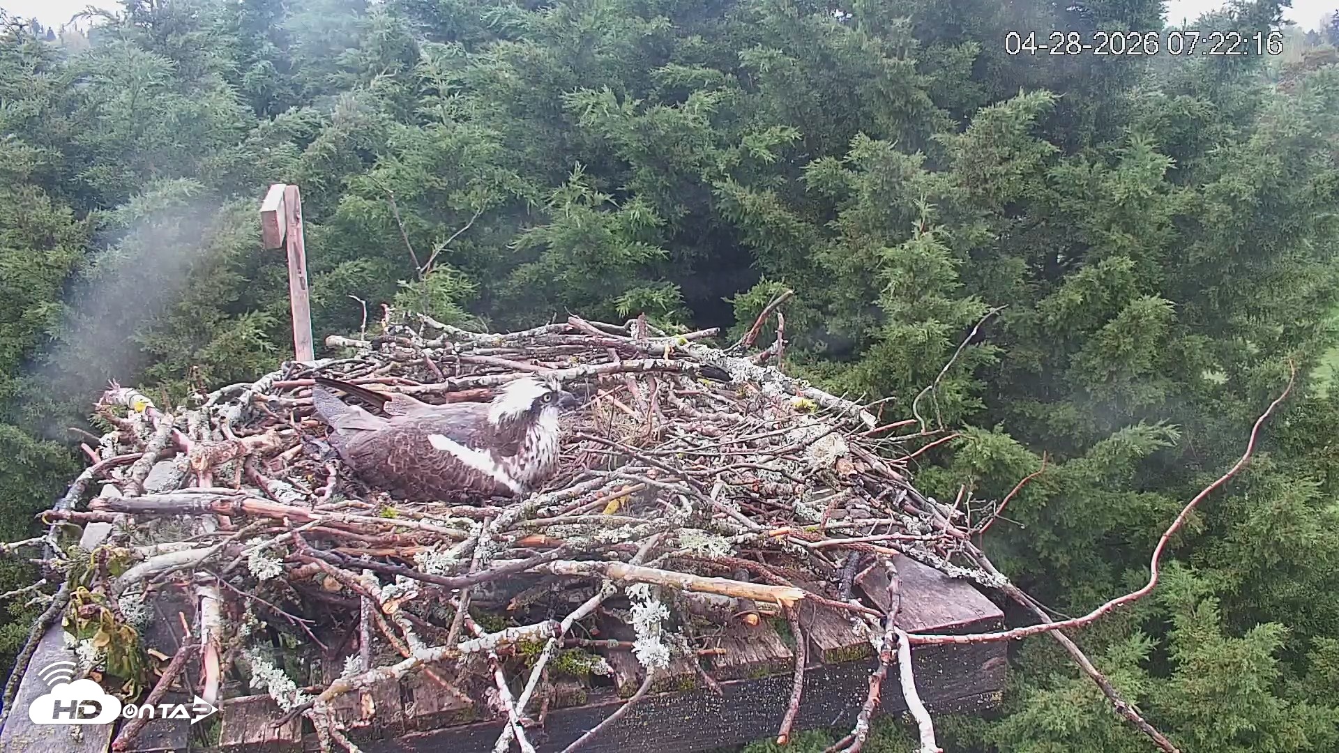 Snapshot of Medina Washington Live Osprey Nest Webcam taken Apr 28, 2026, 7:23am PDT