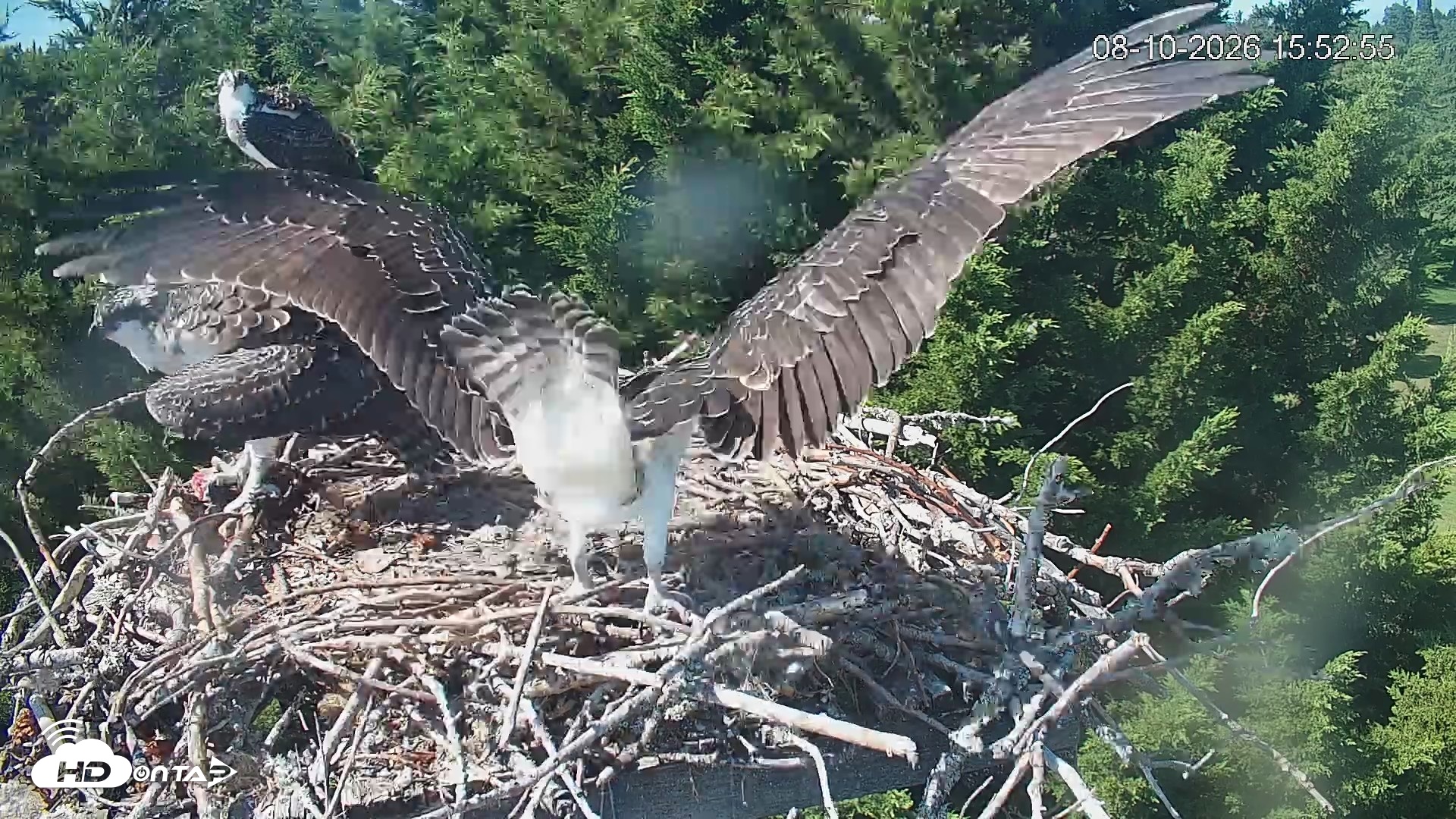 Snapshot of Medina Washington Live Osprey Nest Webcam taken Aug 10, 2026, 3:53pm PDT