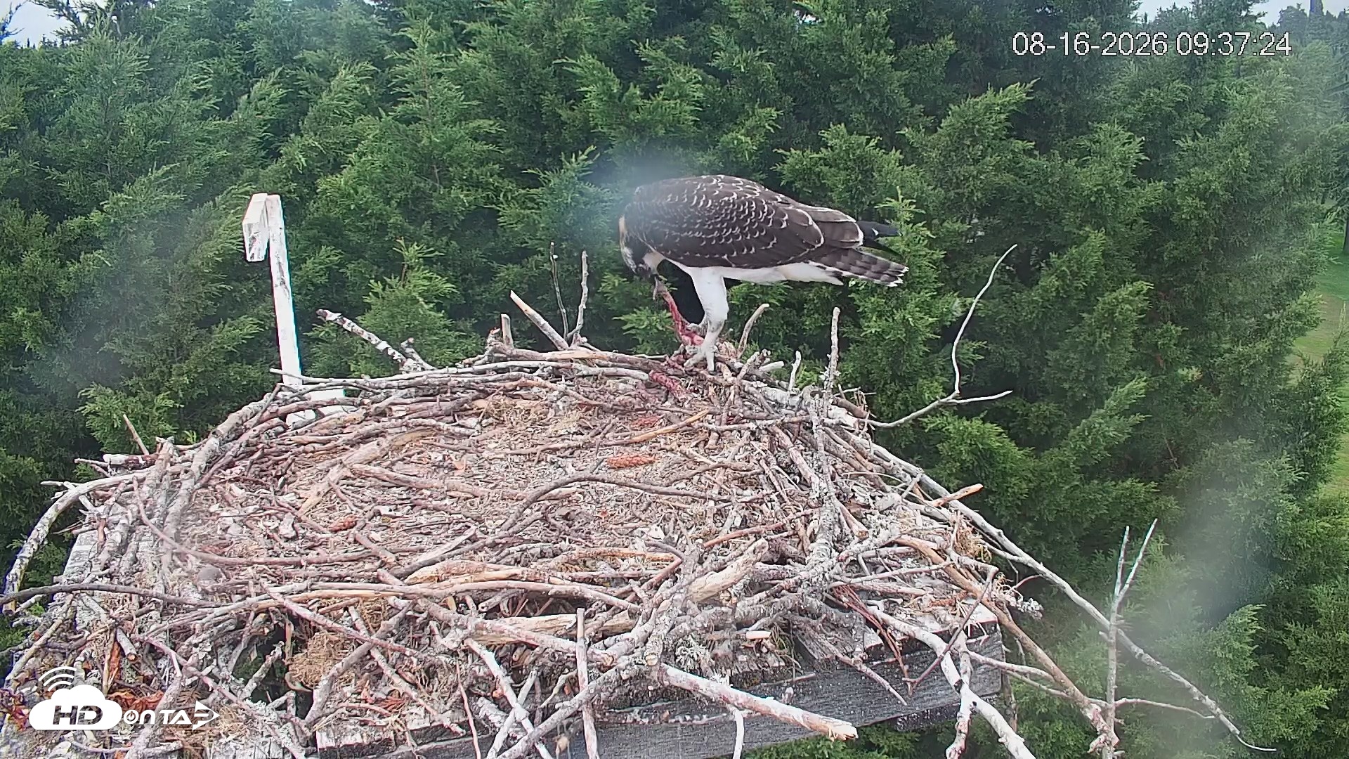 Snapshot of Medina Washington Live Osprey Nest Webcam taken Aug 16, 2026, 9:38am PDT