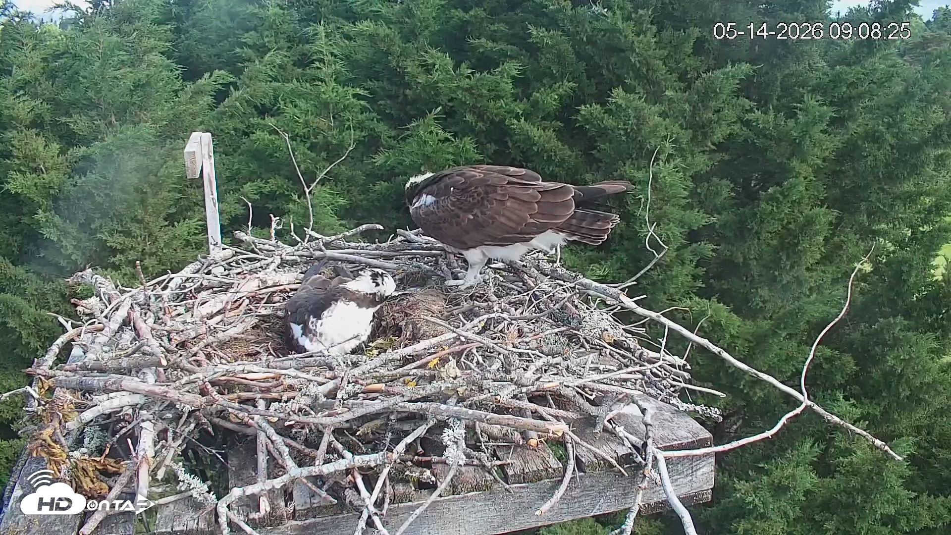 Snapshot of Medina Washington Live Osprey Nest Webcam taken May 14, 2026, 9:09am PDT