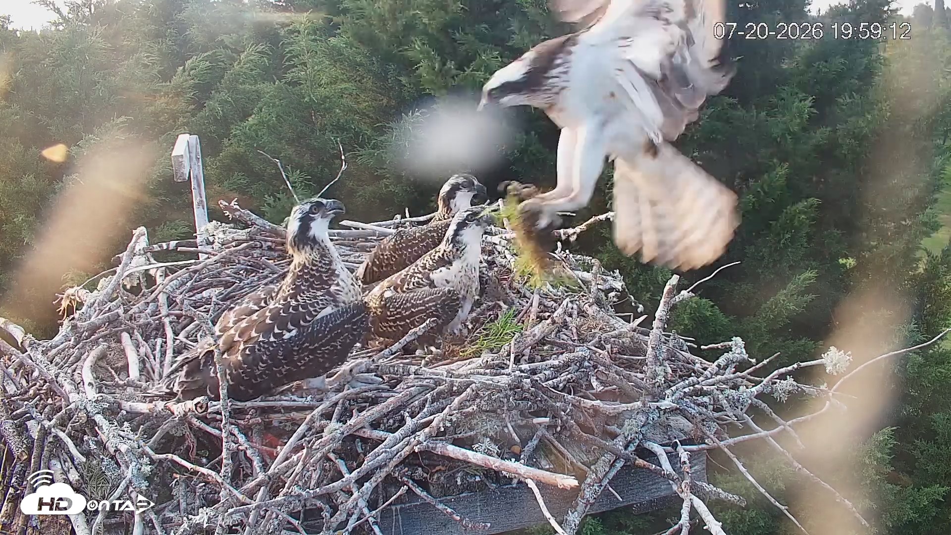 Snapshot of Medina Washington Live Osprey Nest Webcam taken Jul 20, 2026, 7:59pm PDT