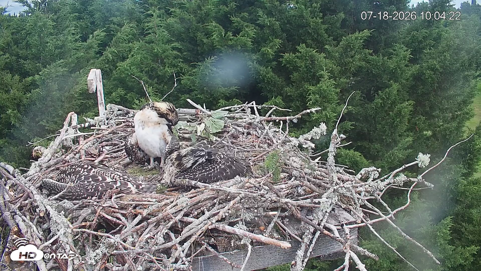 Snapshot of Medina Washington Live Osprey Nest Webcam taken Jul 18, 2026, 10:05am PDT