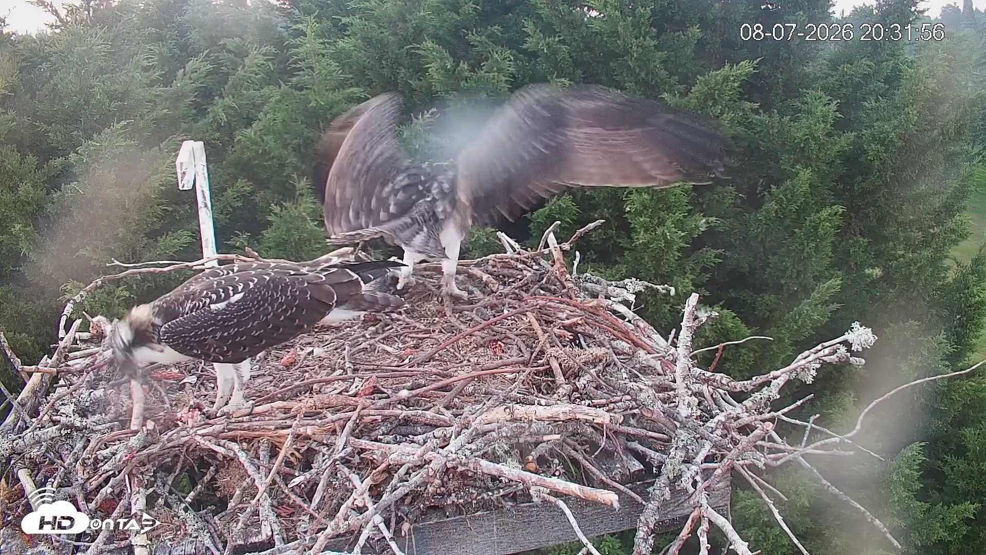 Snapshot of Medina Washington Live Osprey Nest Webcam taken Aug 7, 2026, 8:32pm PDT