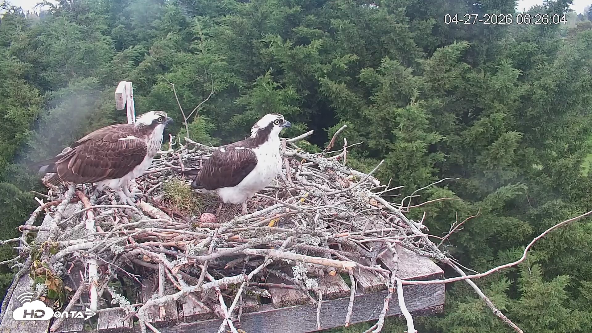 Snapshot of Medina Washington Live Osprey Nest Webcam taken Apr 27, 2026, 6:27am PDT