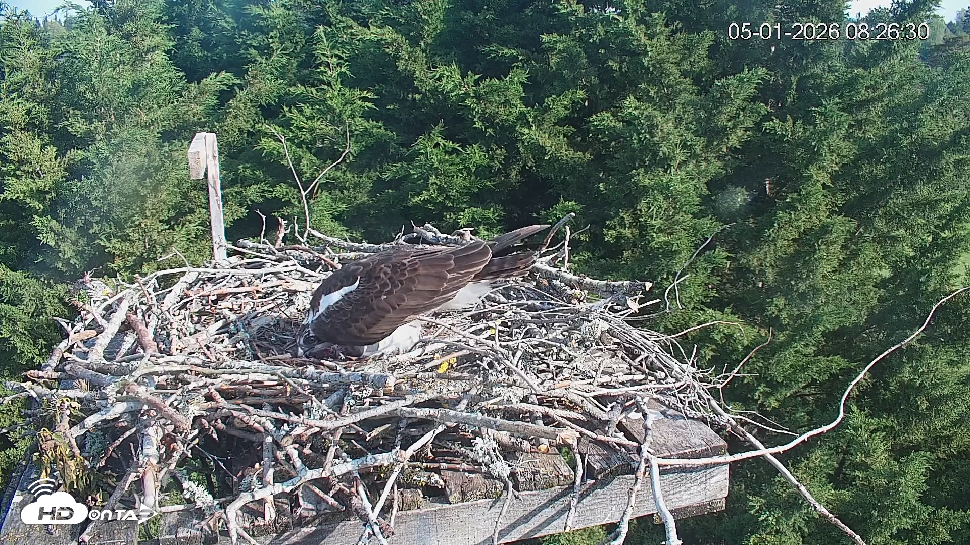 Snapshot of Medina Washington Live Osprey Nest Webcam taken May 1, 2026, 8:27am PDT