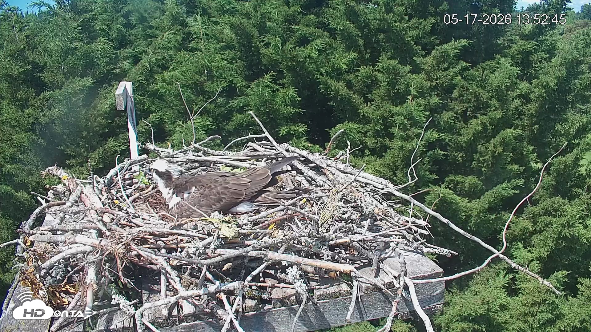 Snapshot of Medina Washington Live Osprey Nest Webcam taken May 17, 2026, 1:53pm PDT
