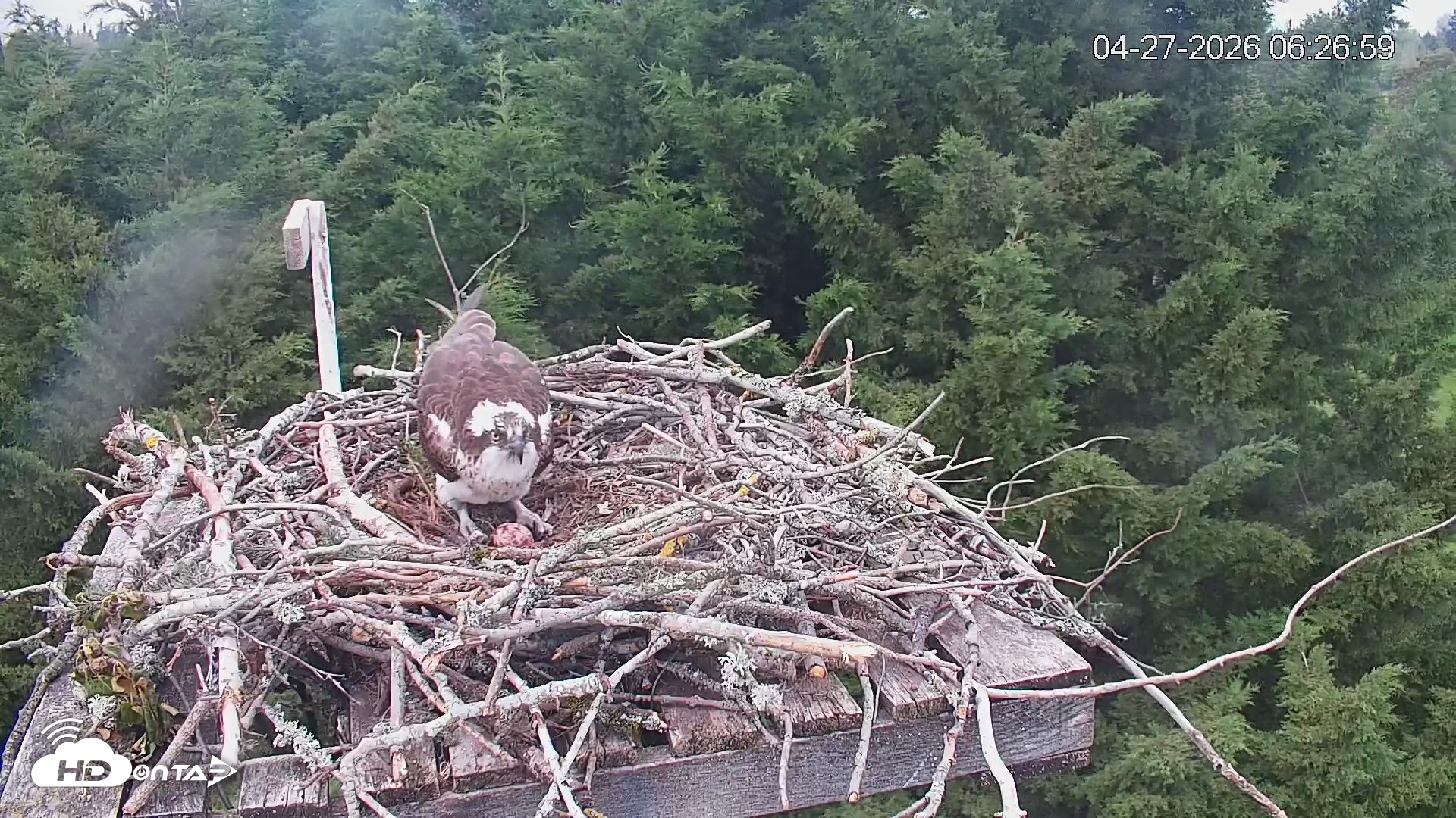 Snapshot of Medina Washington Live Osprey Nest Webcam taken Apr 27, 2026, 6:28am PDT
