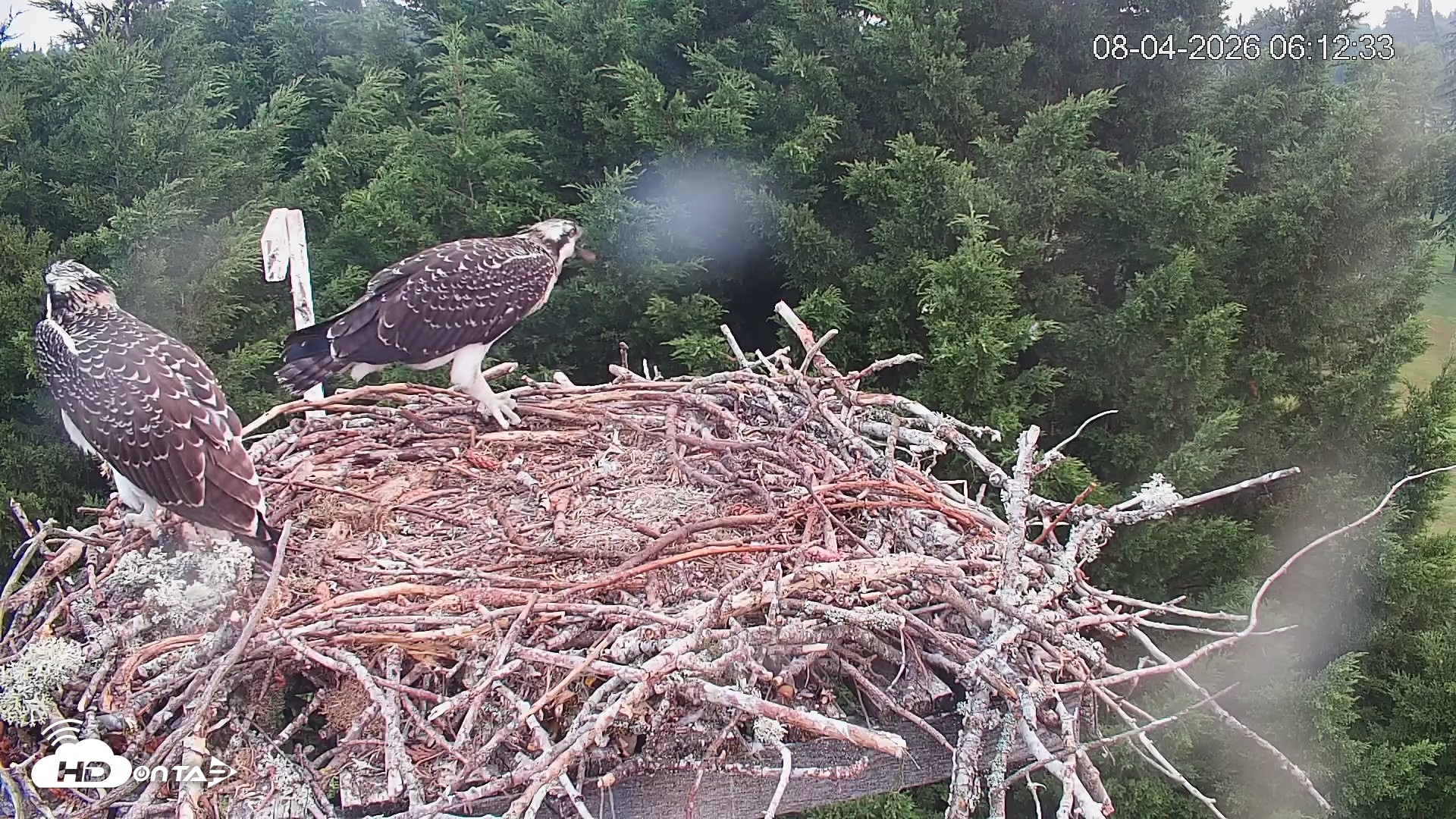 Snapshot of Medina Washington Live Osprey Nest Webcam taken Aug 4, 2026, 6:14am PDT